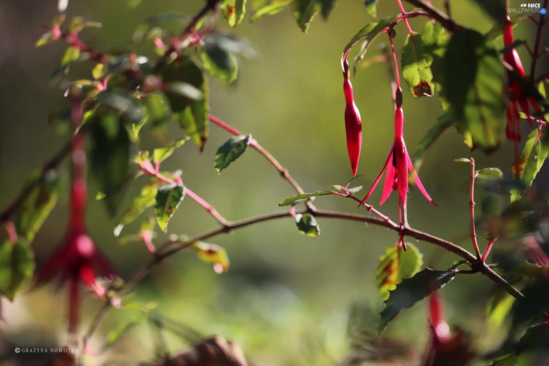 Colourfull Flowers, fuchsia, Pink