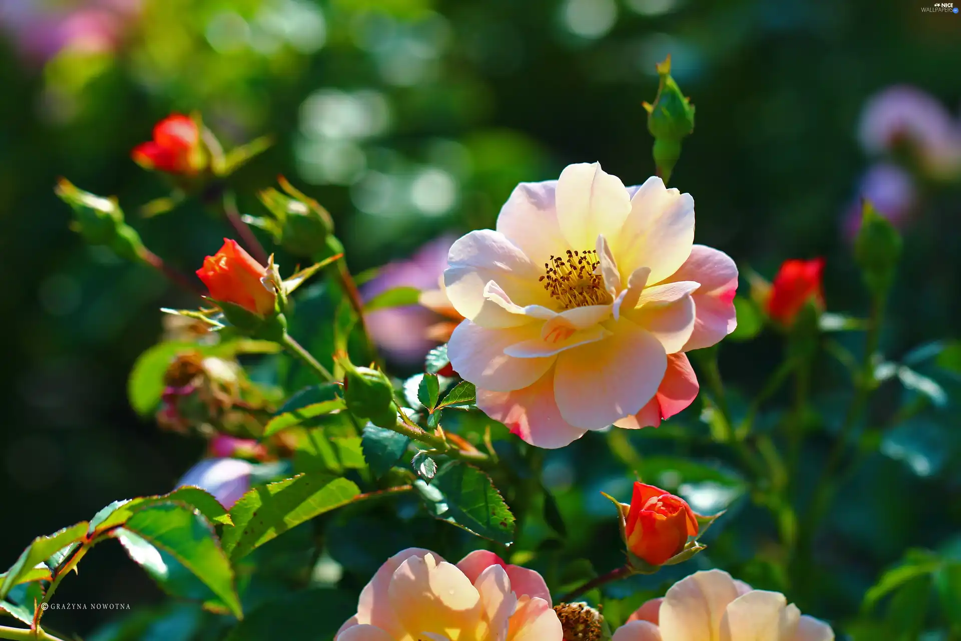 Colourfull Flowers, rose, Pink