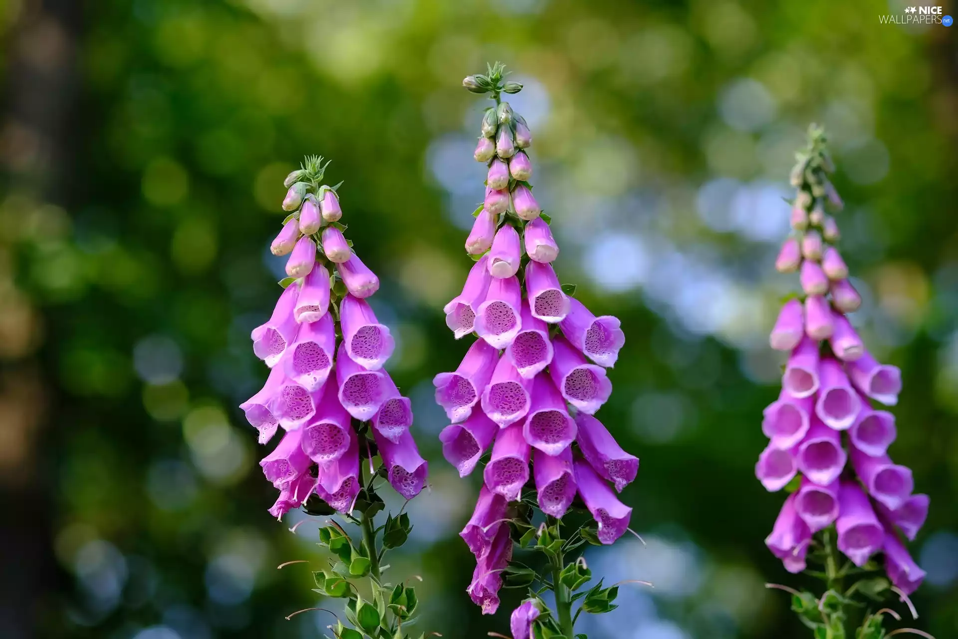 Flowers, Purple Foxglove, Pink