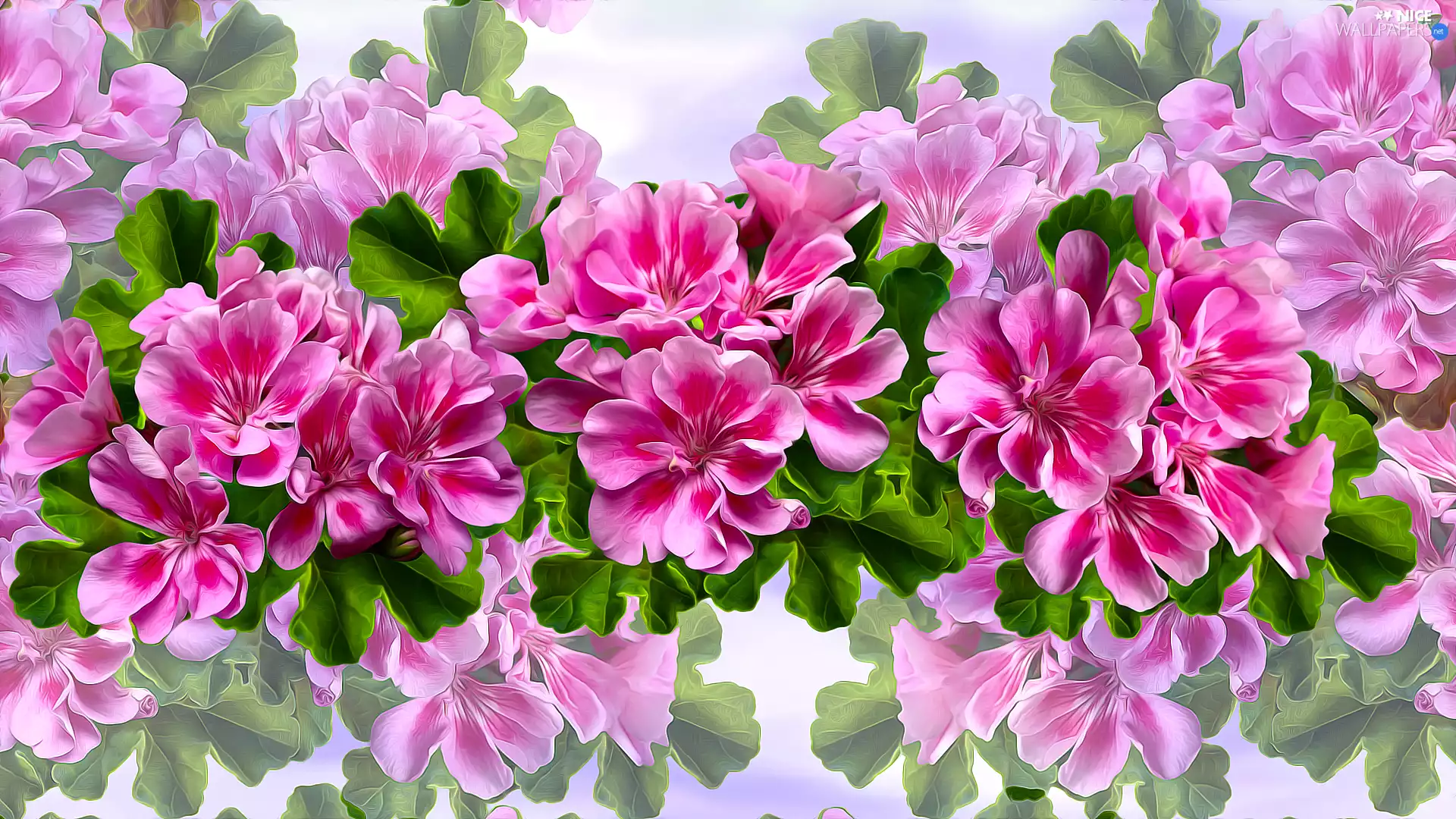 Flowers, geraniums, graphics, Pink