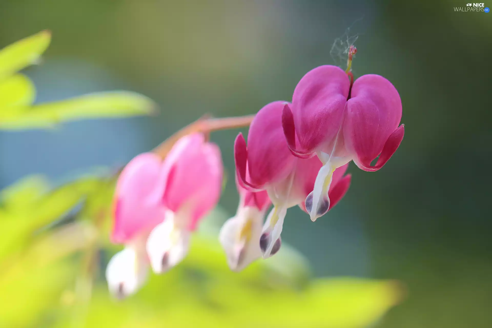 Flowers, Bleeding Heart, Pink