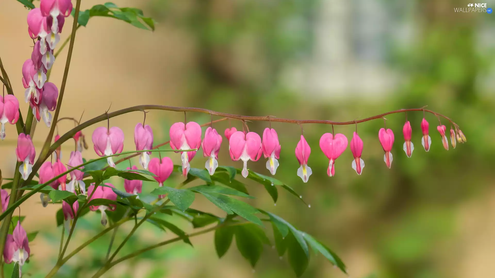 Flowers, Bleeding Heart, Pink