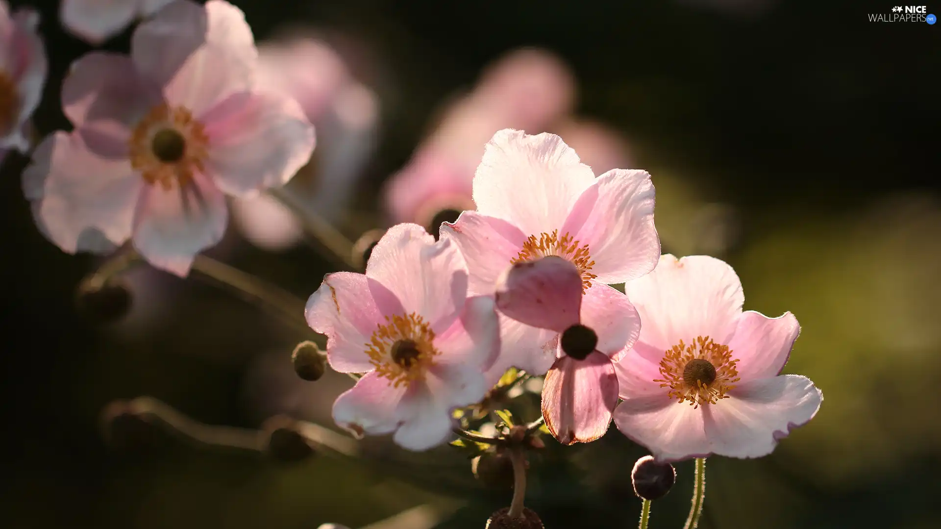 Flowers, Anemone Hupehensis, Pink