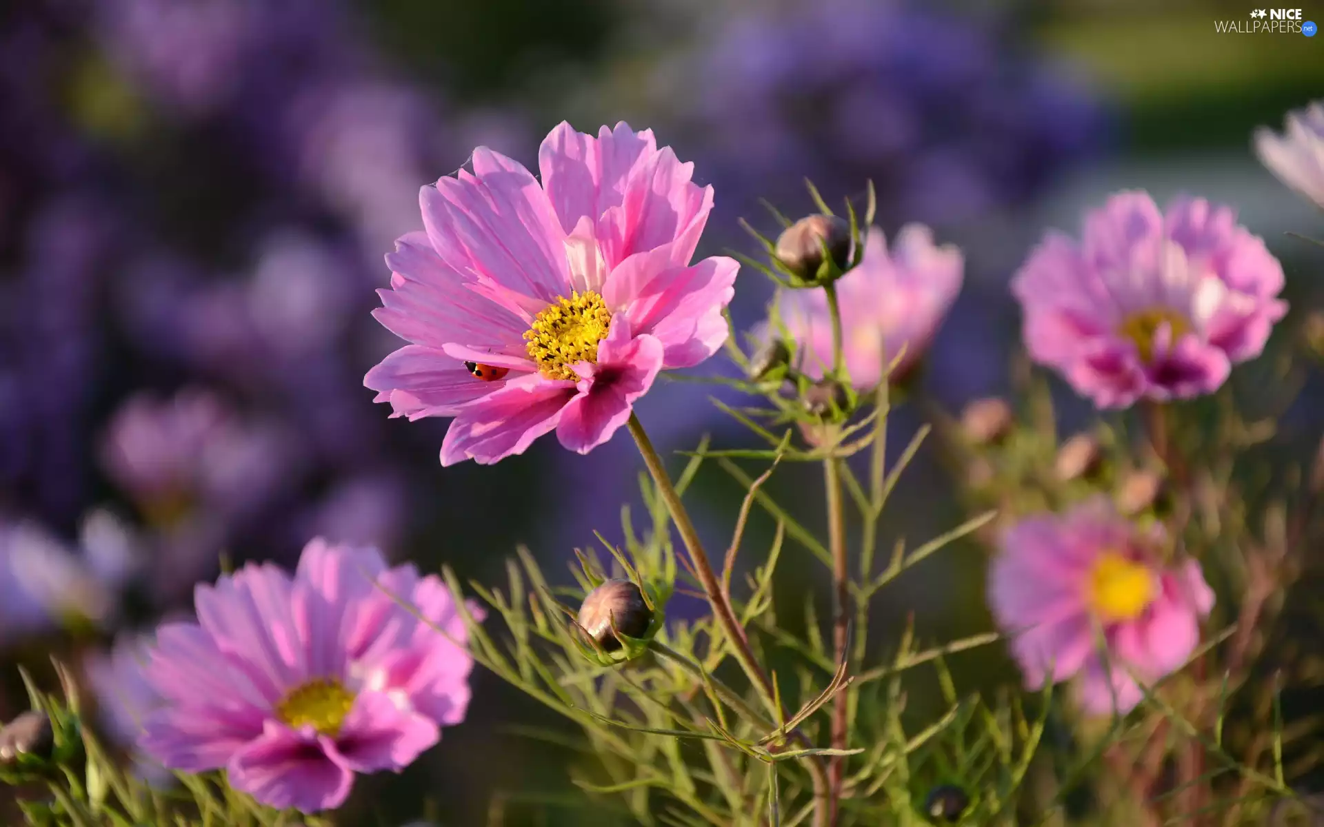 Flowers, Cosmos, ladybird, Pink