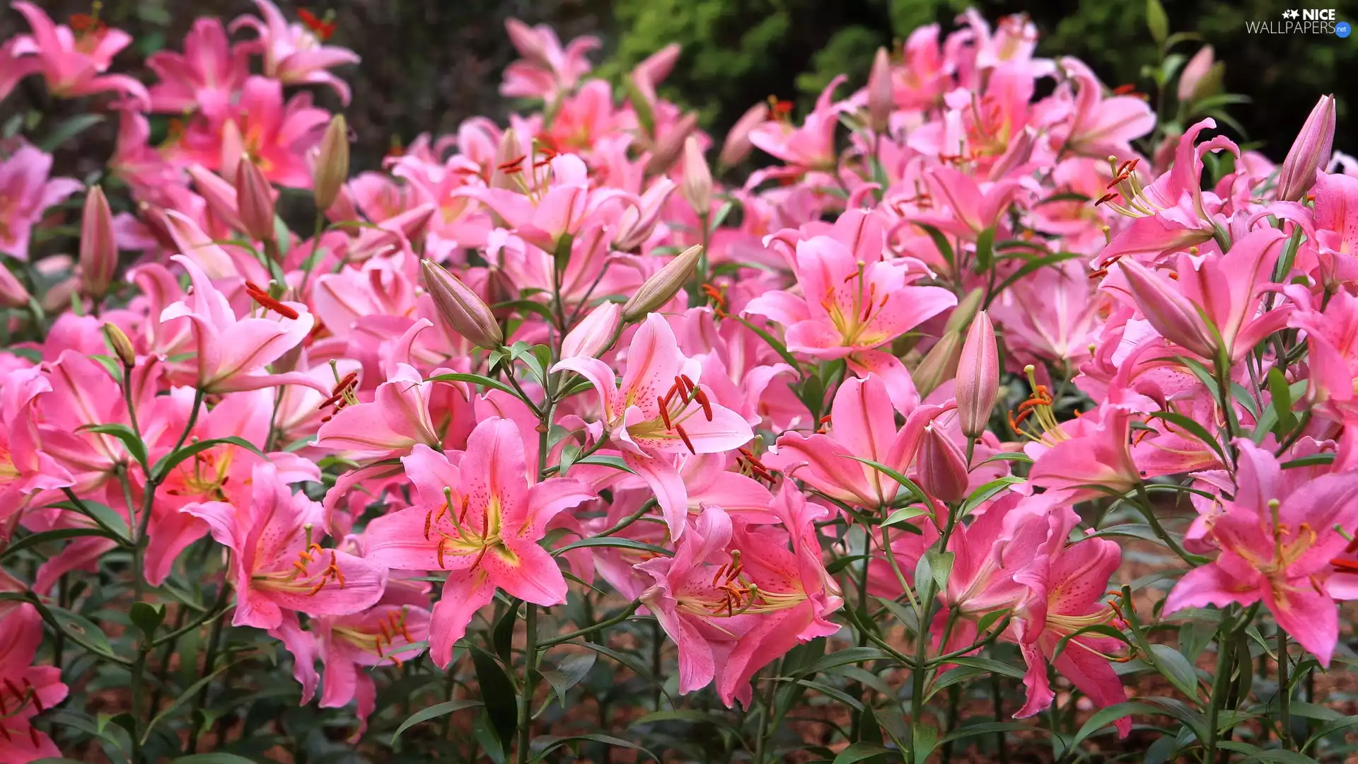 Flowers, bloom, lilies, Pink