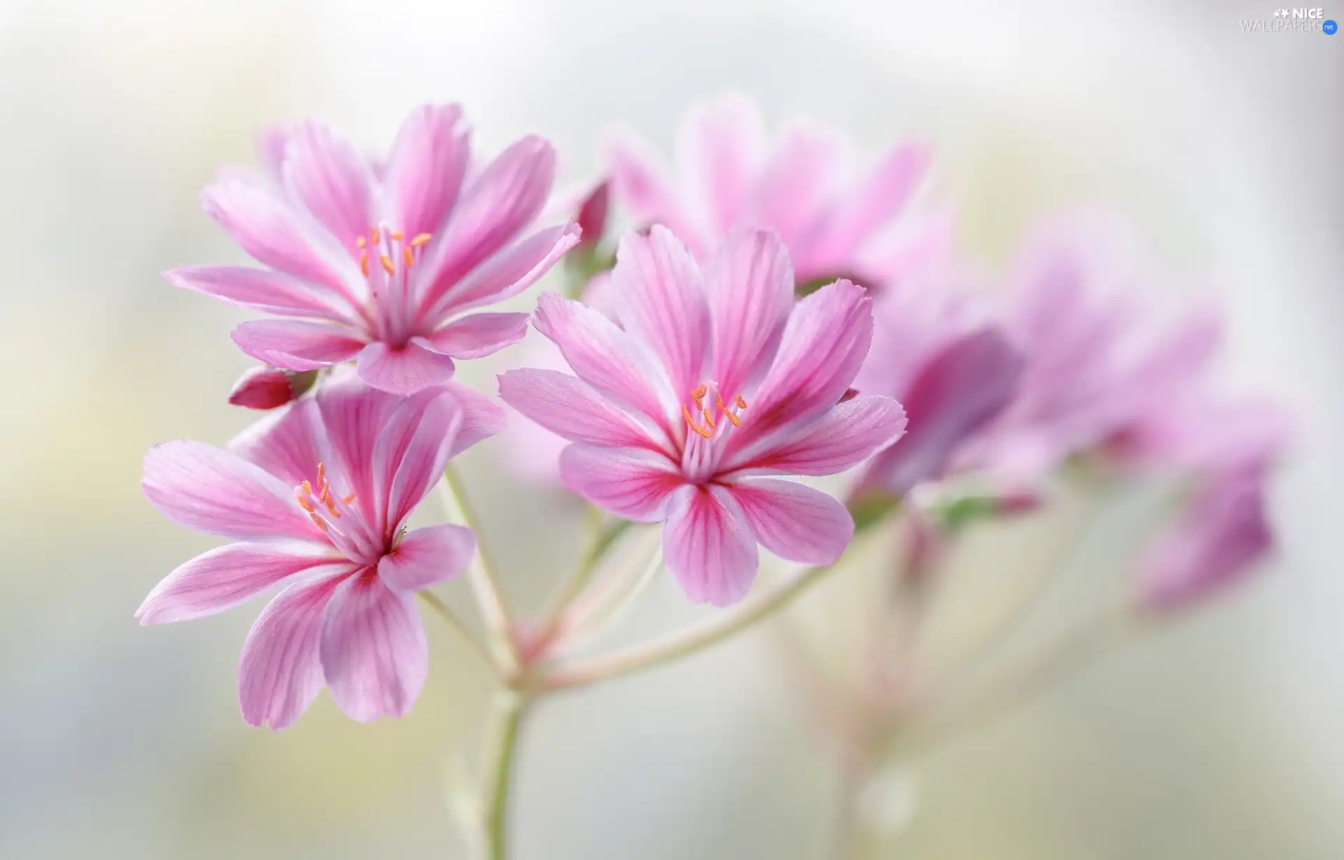 Flowers, Cliff Maids, Pink