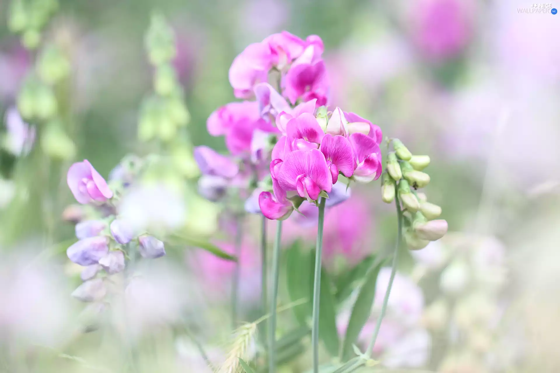 Pink, peas, Flowers
