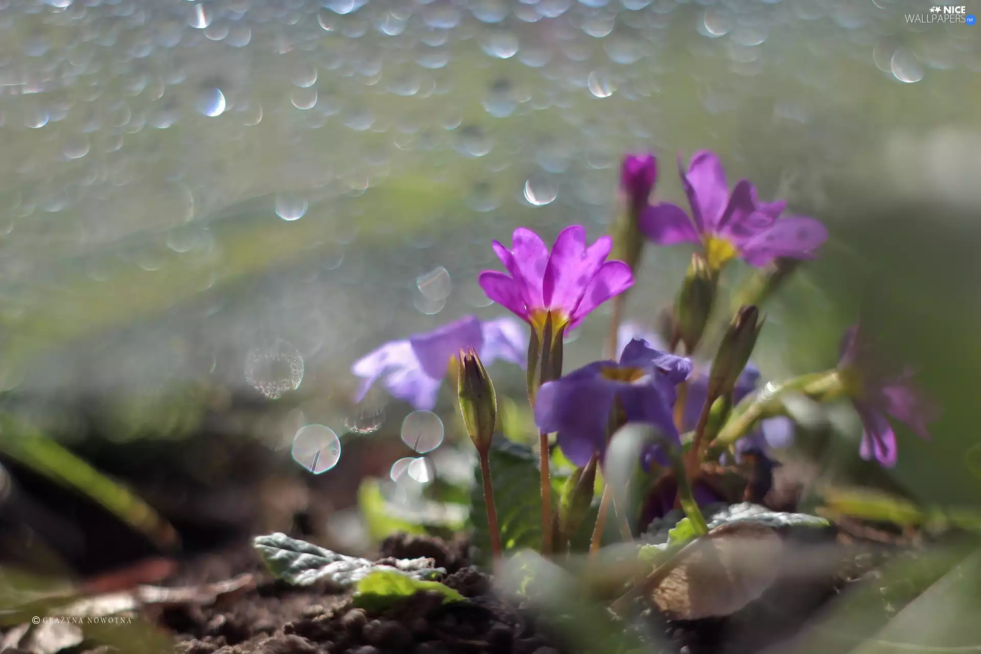 Pink, primroses, Flowers
