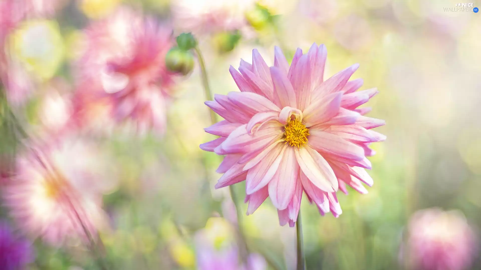 Flowers, Dalia, rapprochement, Pink