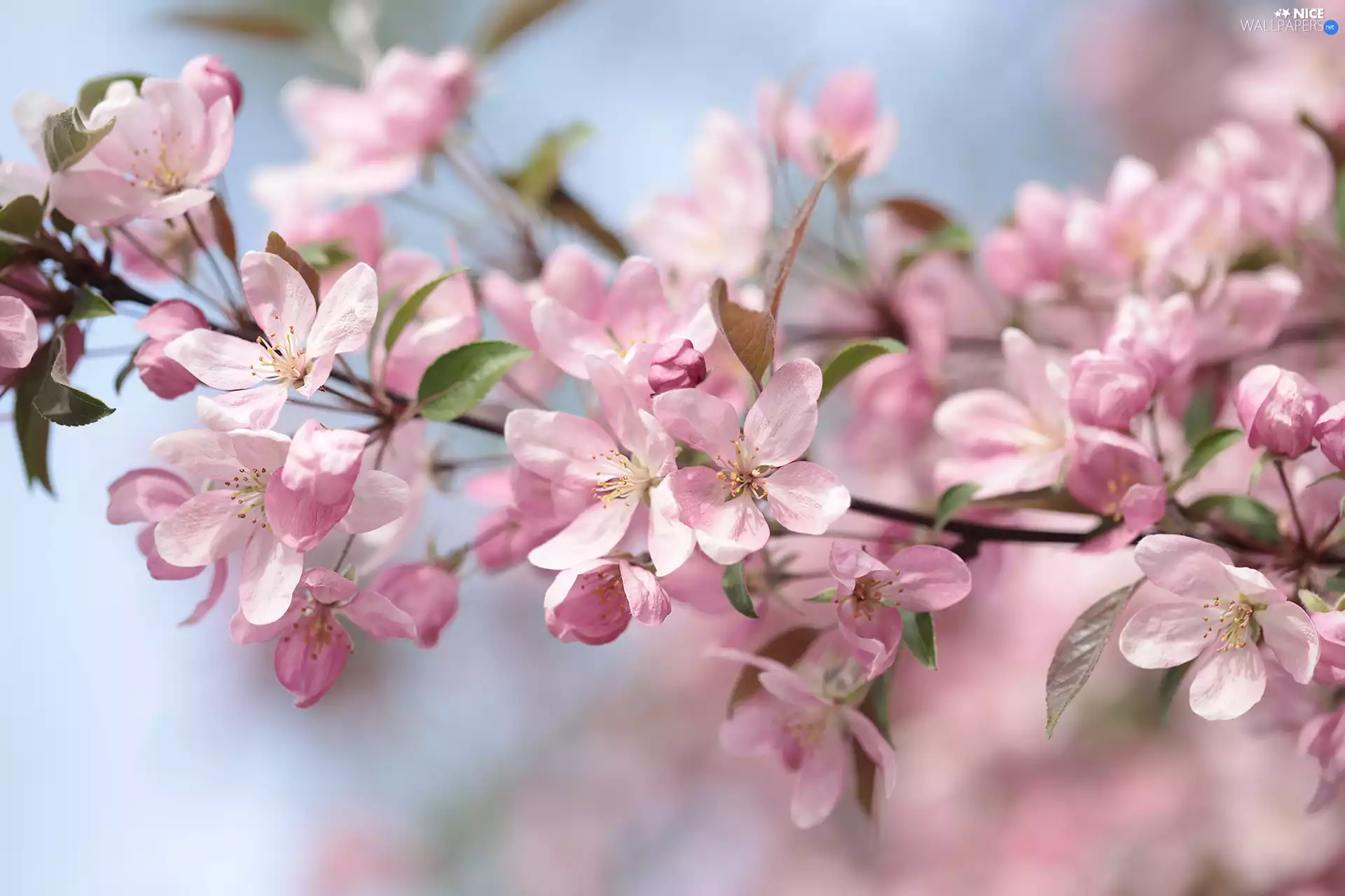 twig, Pink, Flowers, Fruit Tree