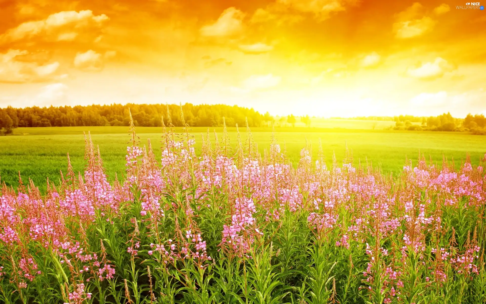 Pink, Flowers, sun, Meadow, west