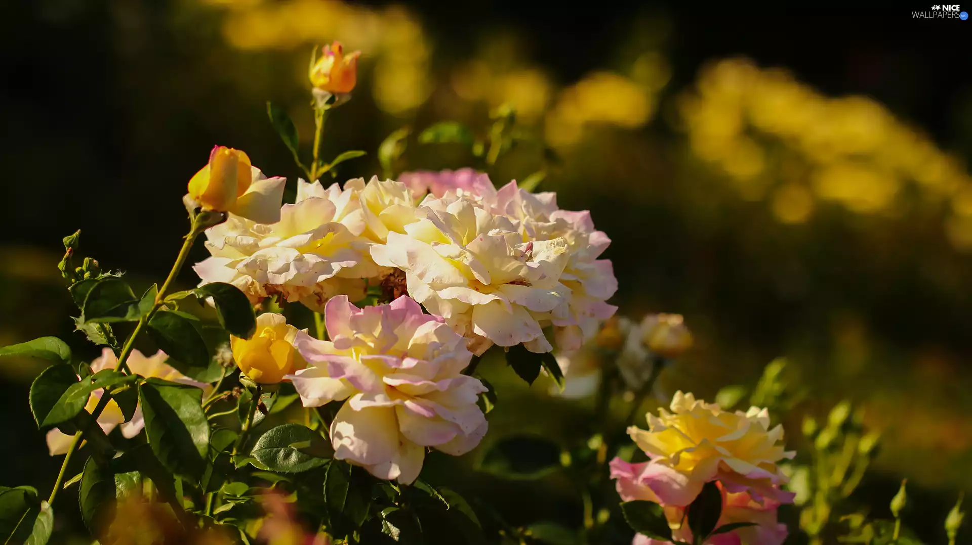Flowers, roses, Yellow-Pink