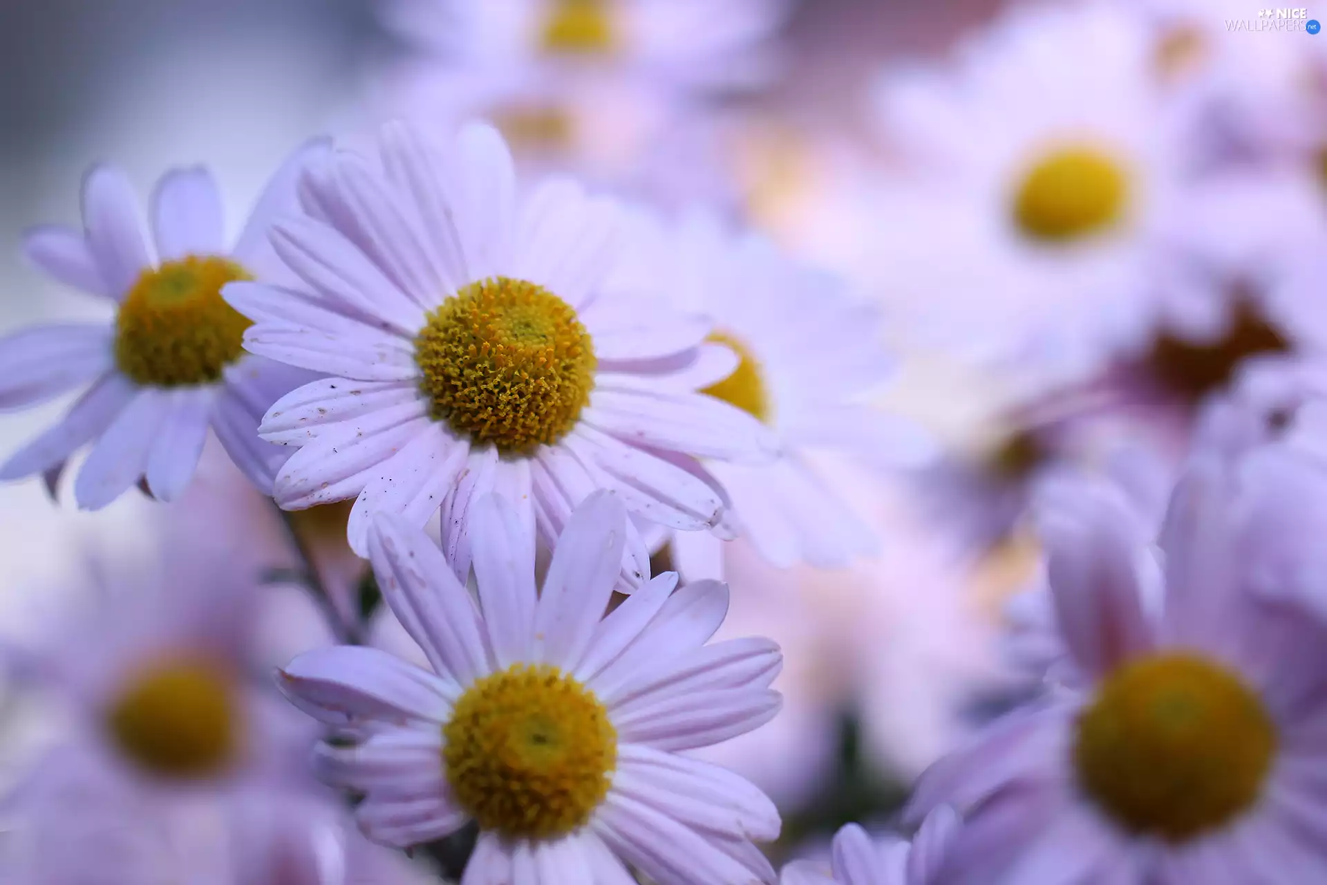 Flowers, Dendranthema Zawadskii, Pink