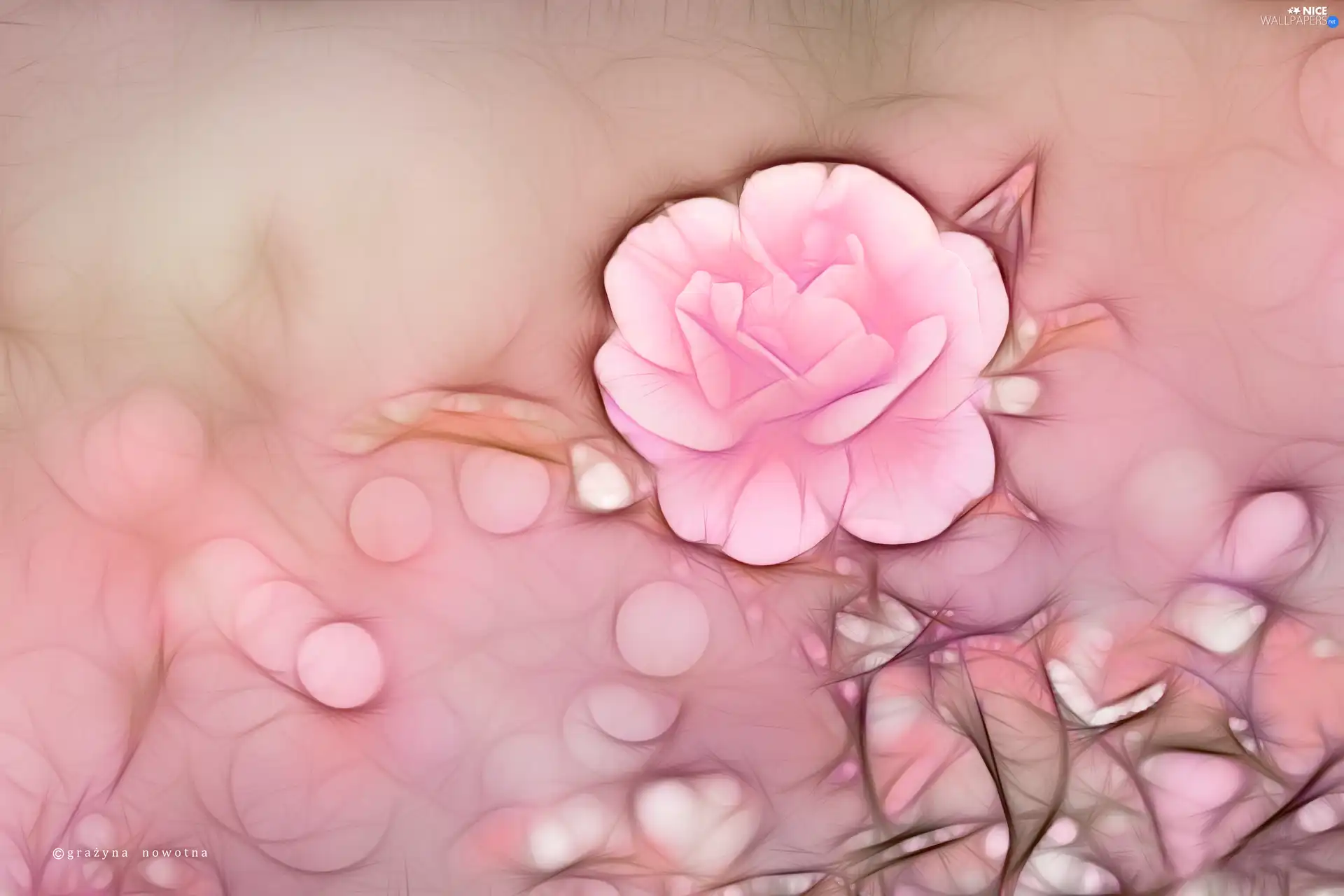 Pink, rose, Fractalius