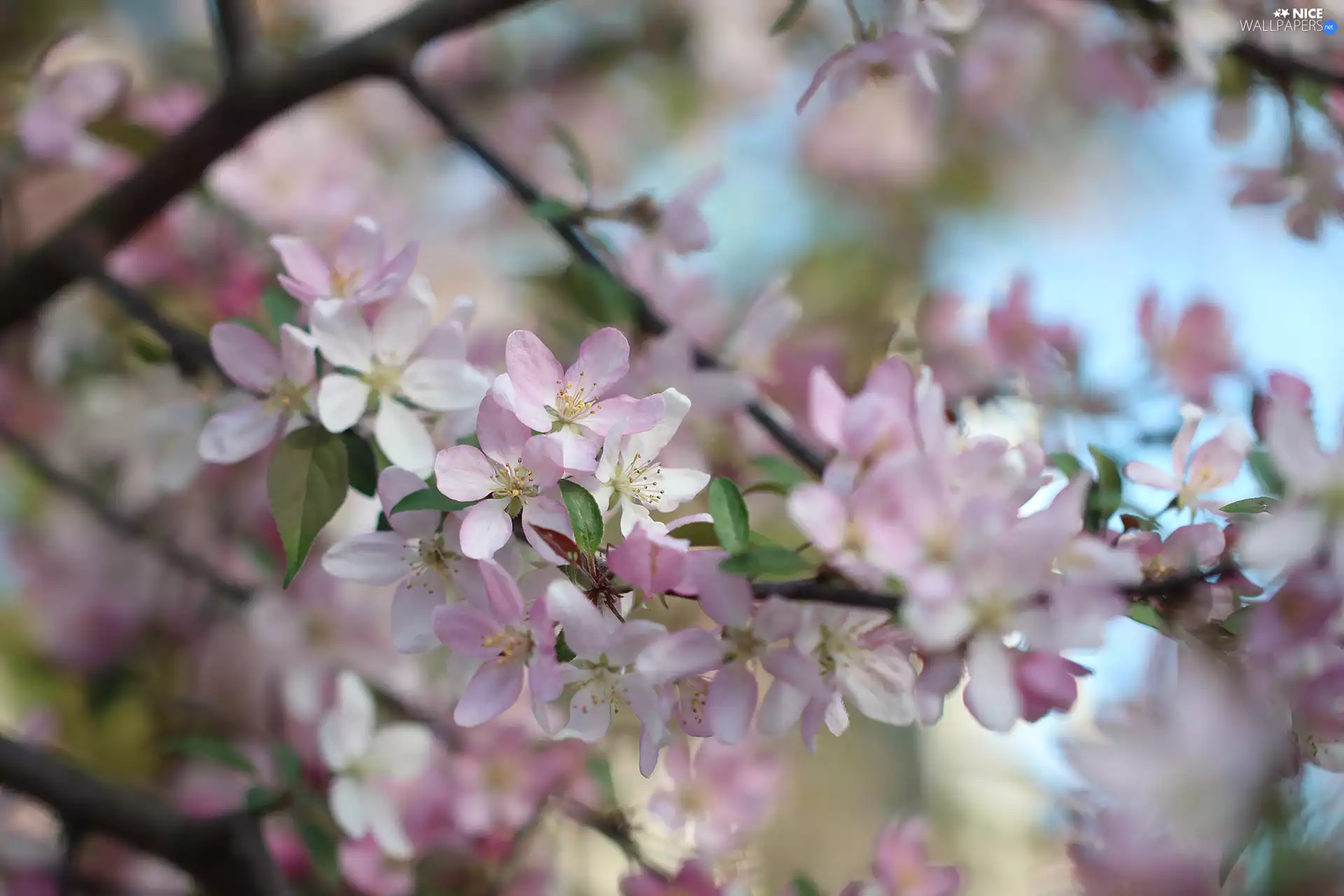 twig, Pink, Fruit Tree, Flowers