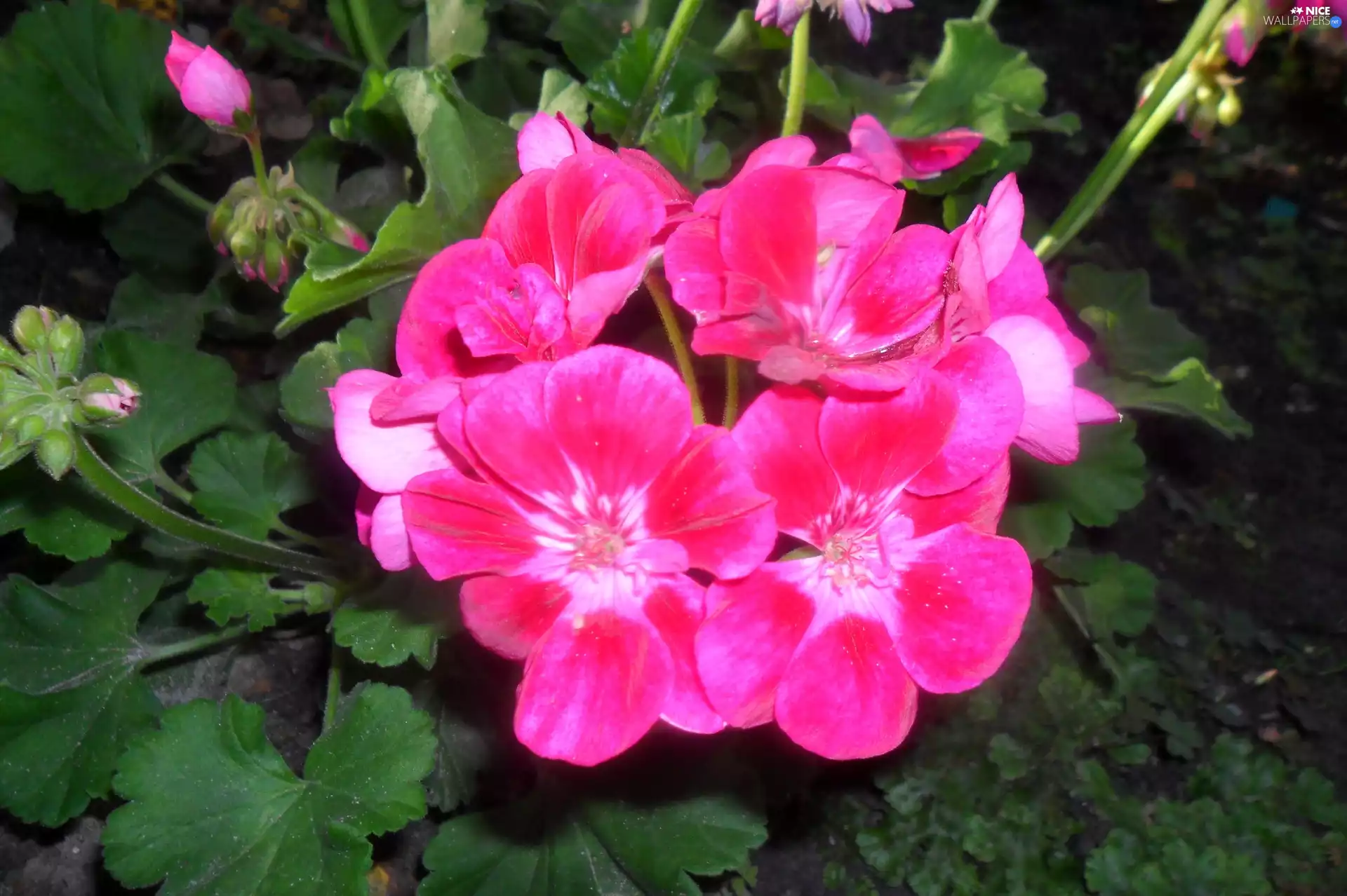 Pink, geranium