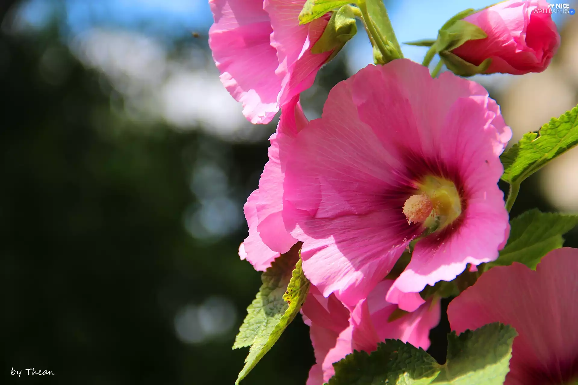 Pink, Hollyhocks