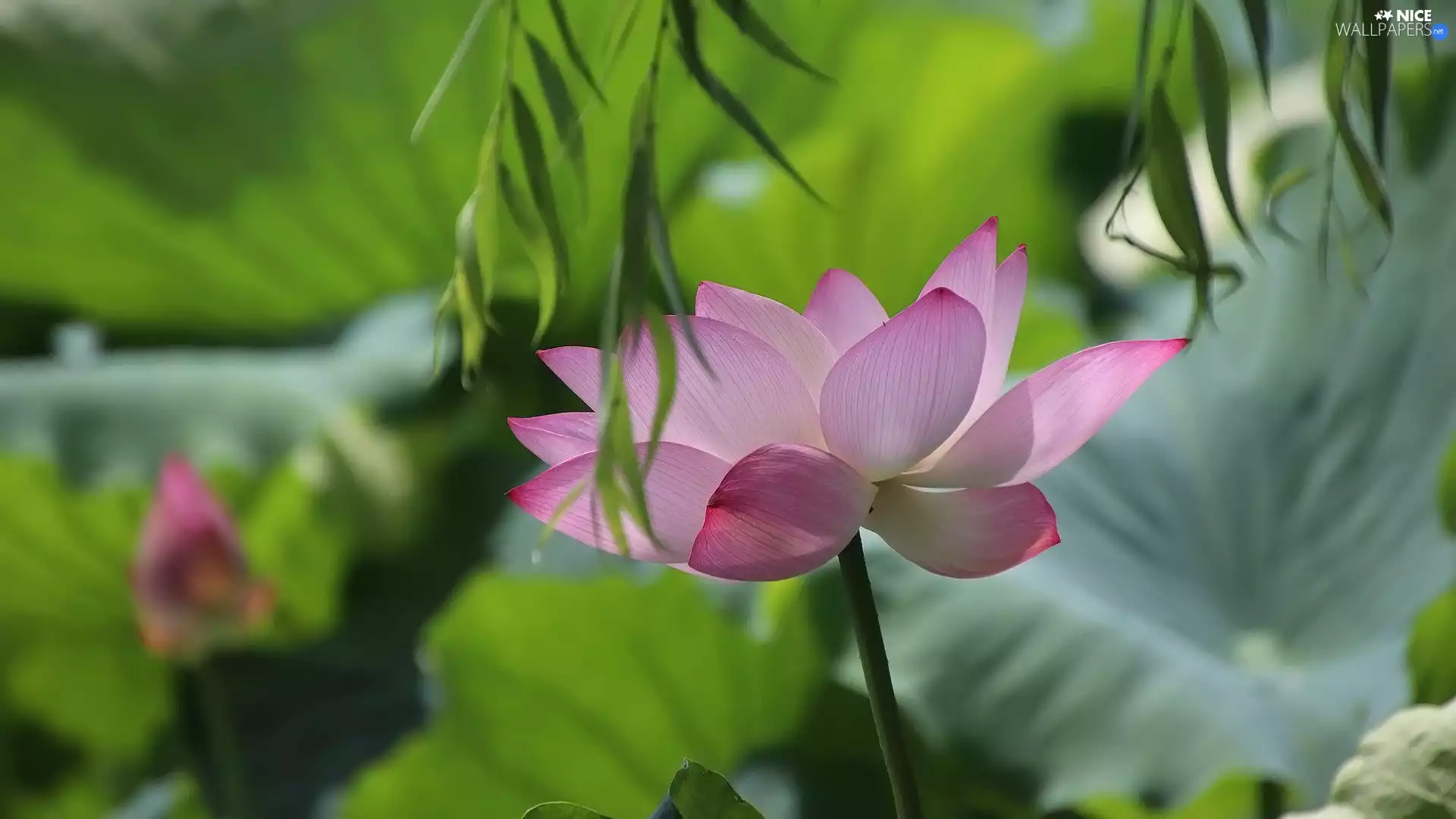 green ones, Leaf, Pink, lotus, Colourfull Flowers