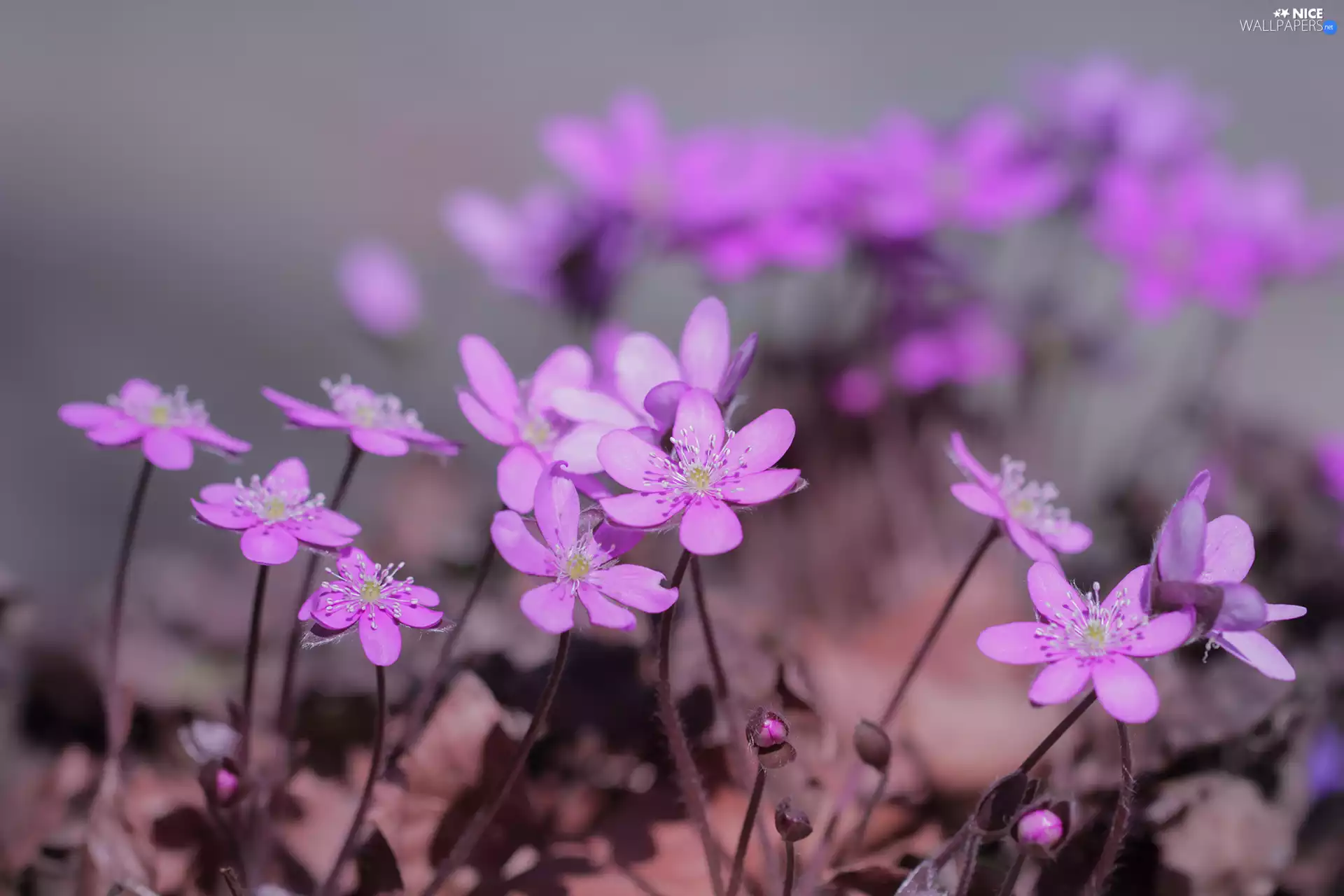 Pink, Liverworts