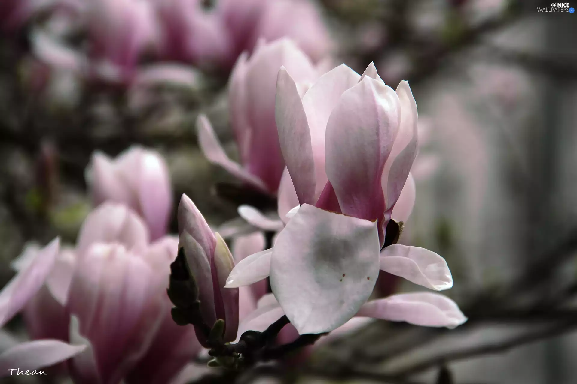 Pink, Magnolias