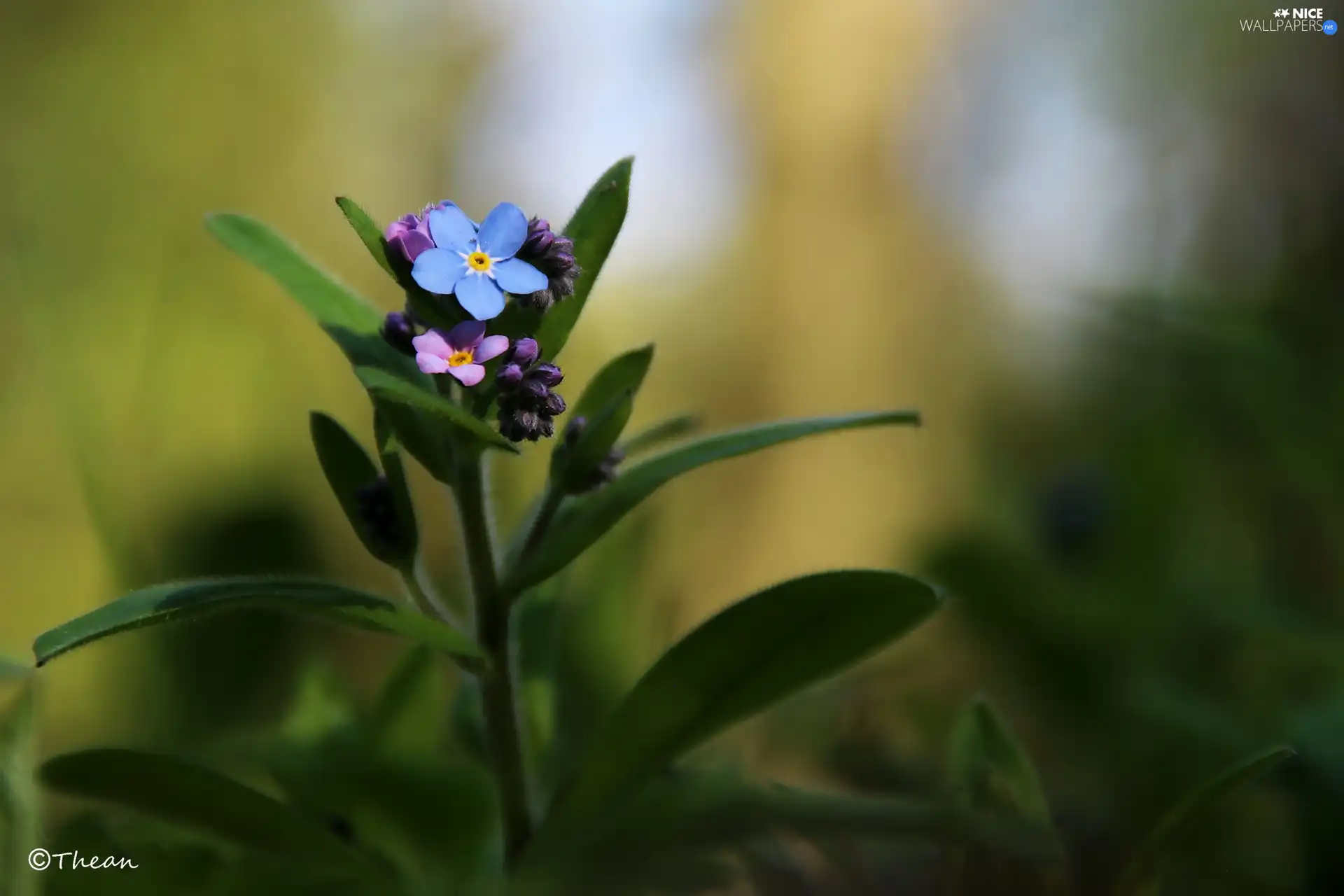 forget-me-not, Blue, Pink
