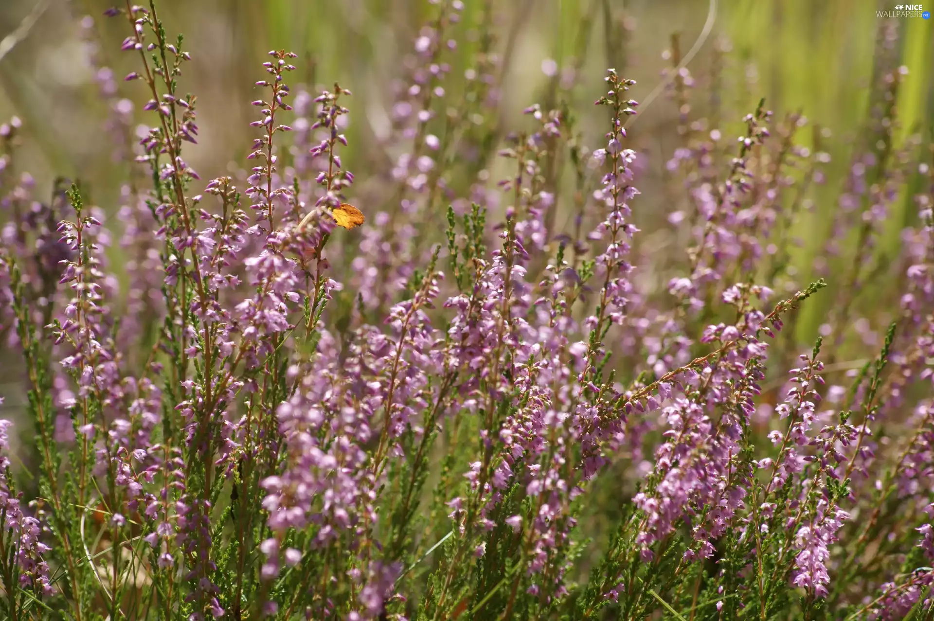 Pink, Heather ordinary