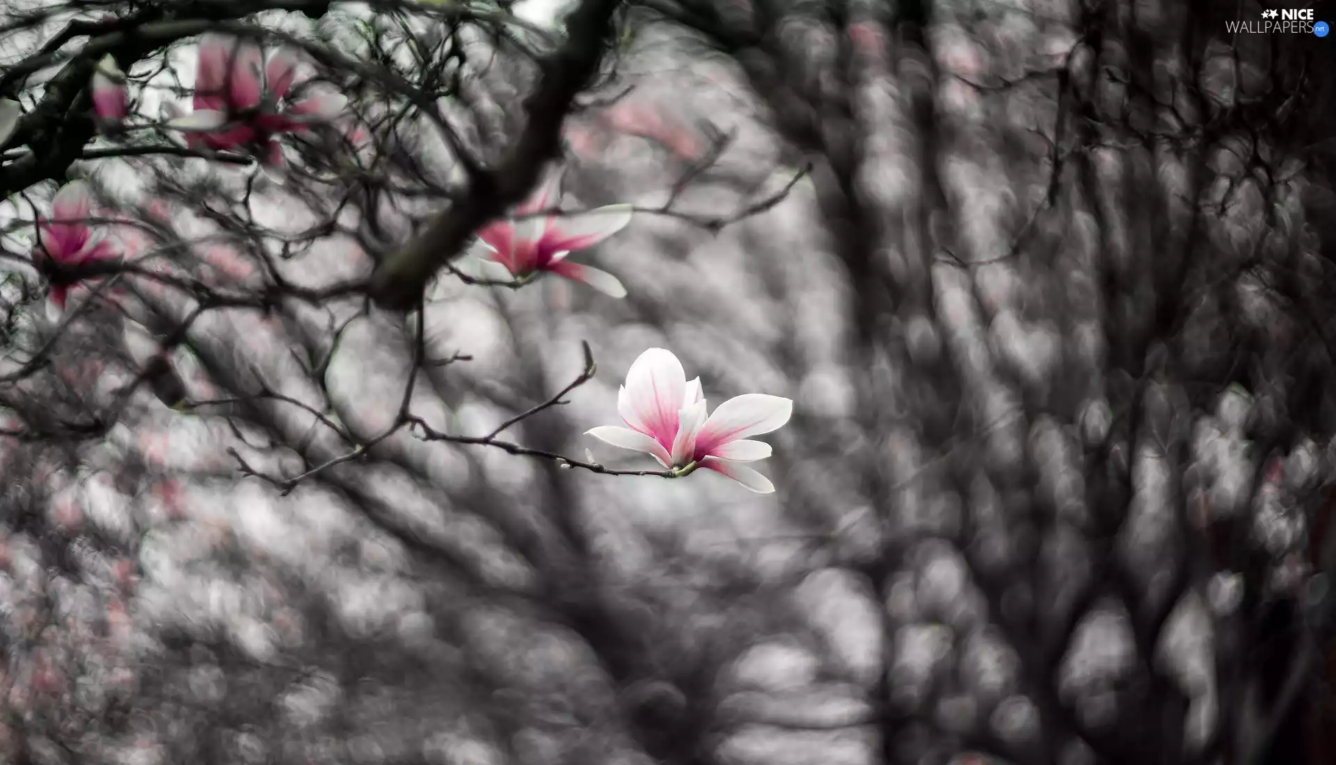 Magnolia, blur, pale pink, Flowers, branch pics