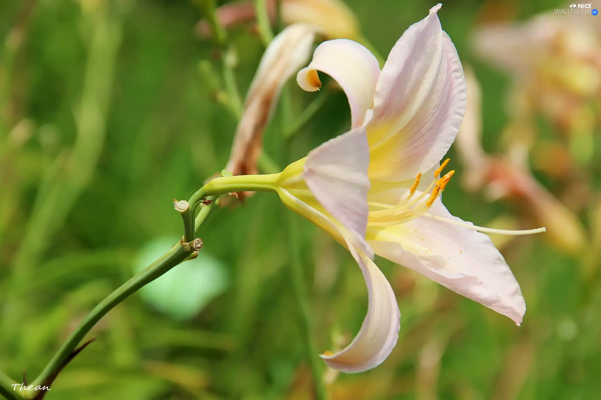 lily, Pale pink