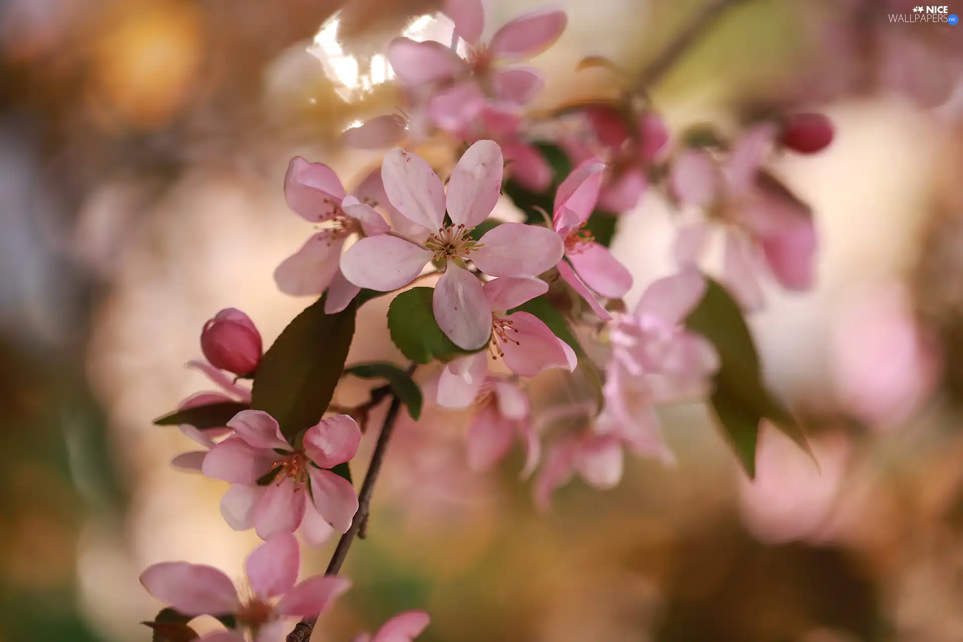 Fruit Tree, rapprochement, Pink, Flowers, apple-tree