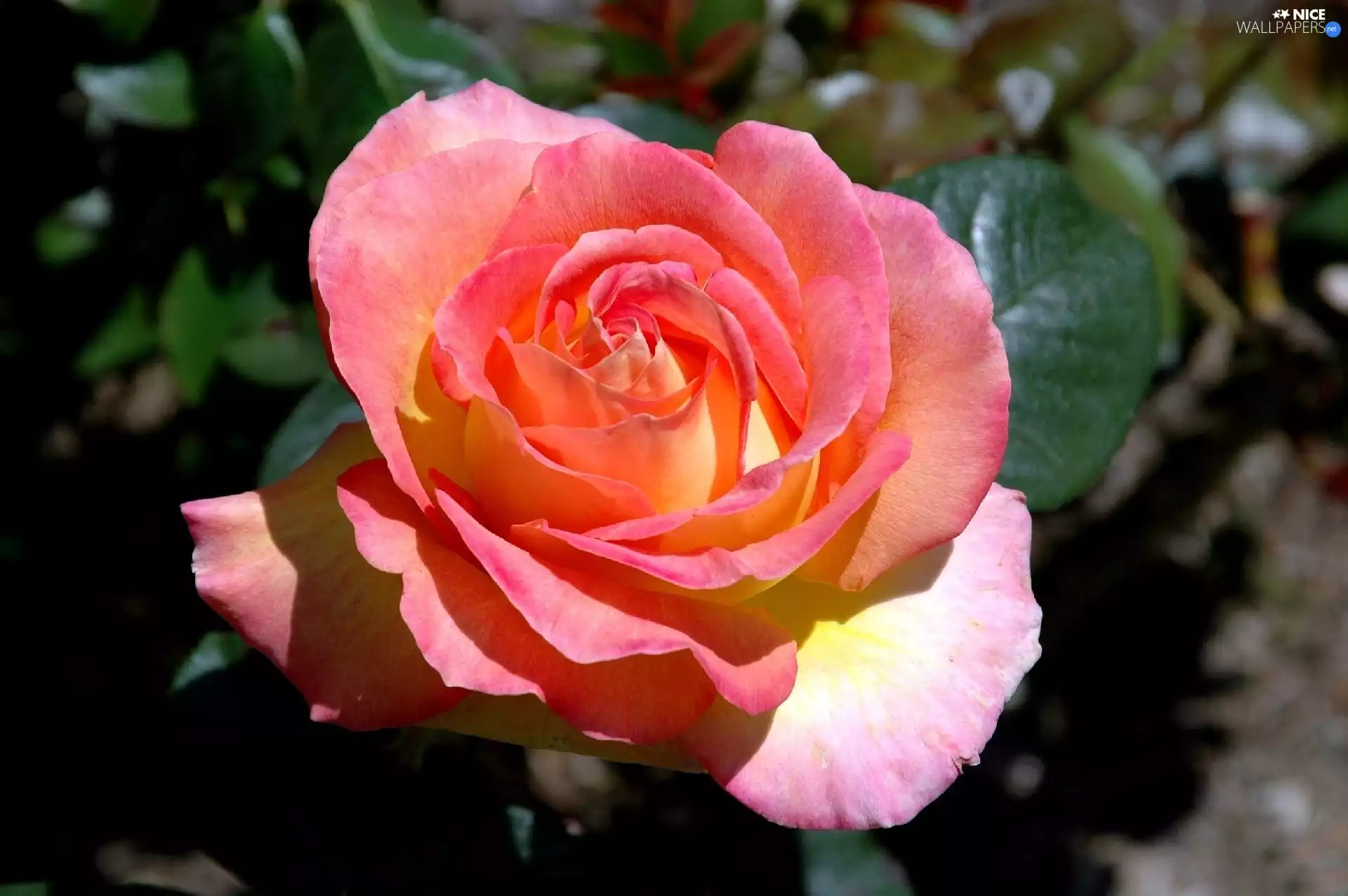 rose, Colourfull Flowers, pink