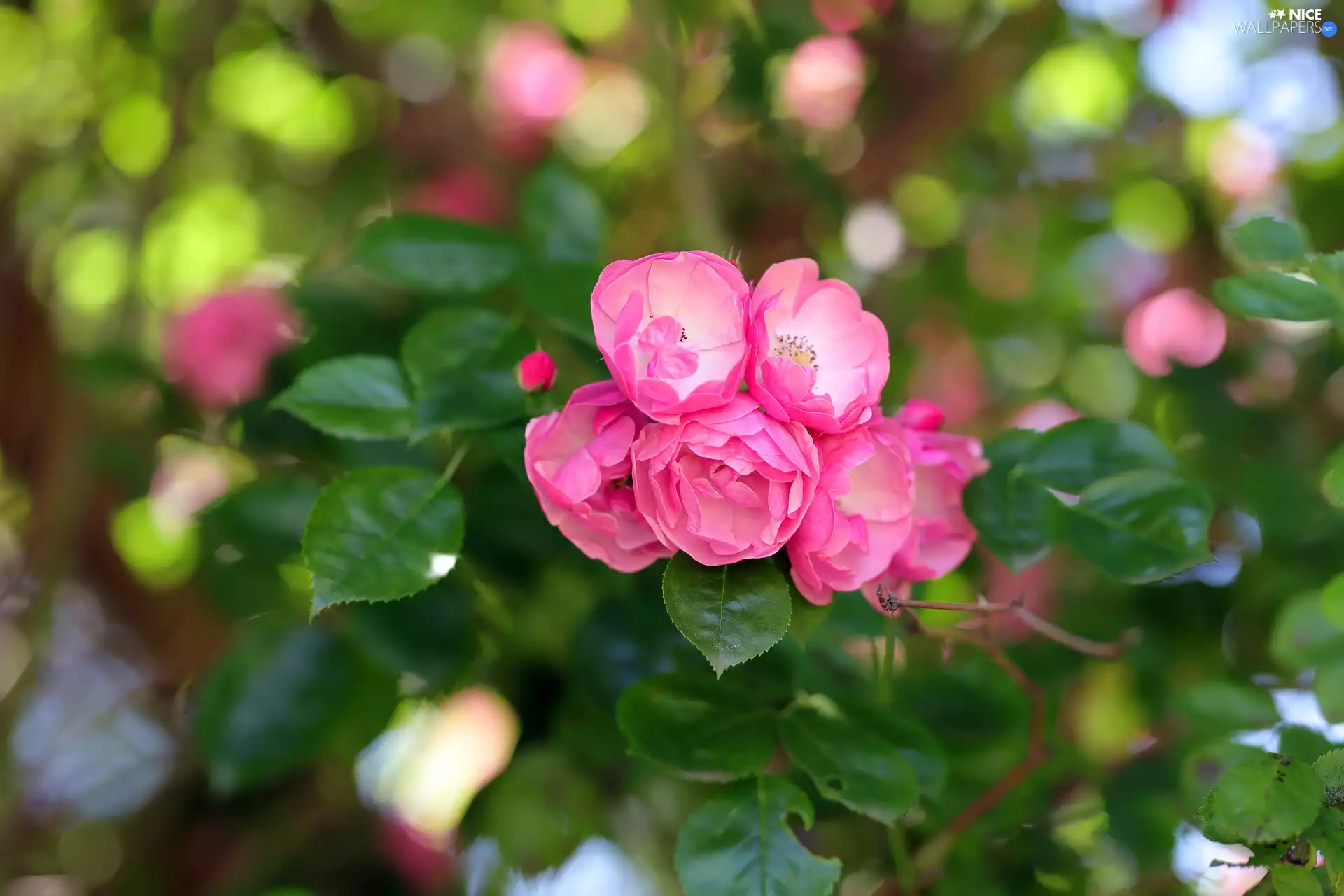 roses, twig, Light pink