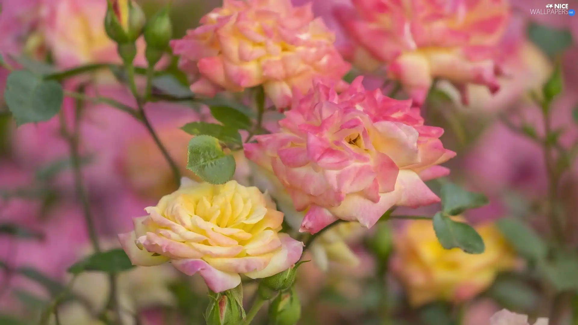 Pink-Yellow, roses