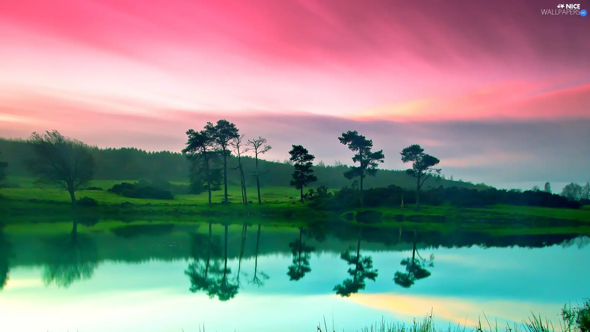 trees, lake, Pink, Sky, viewes, reflection