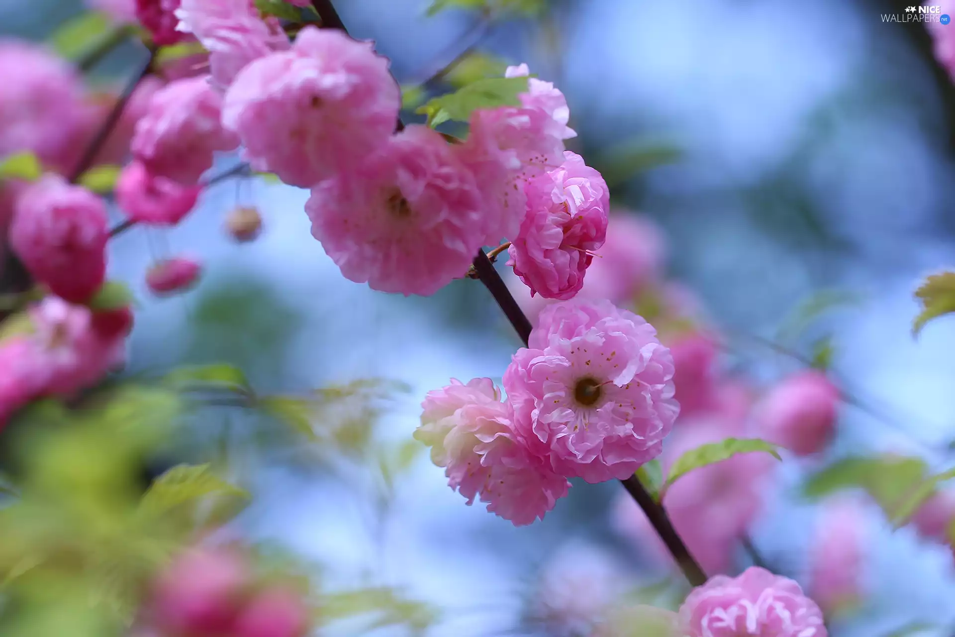 tonsil, Flowers, Bush, Pink