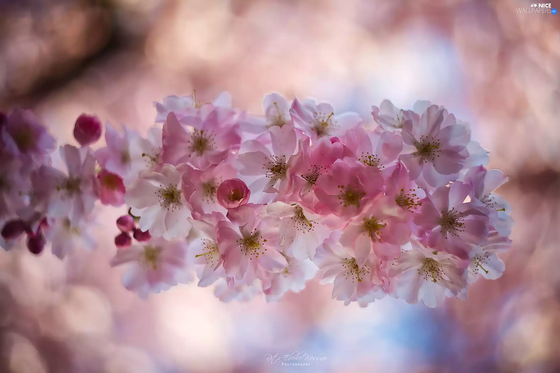 flowery, Fruit Tree, Pink, Flowers, twig, cherry