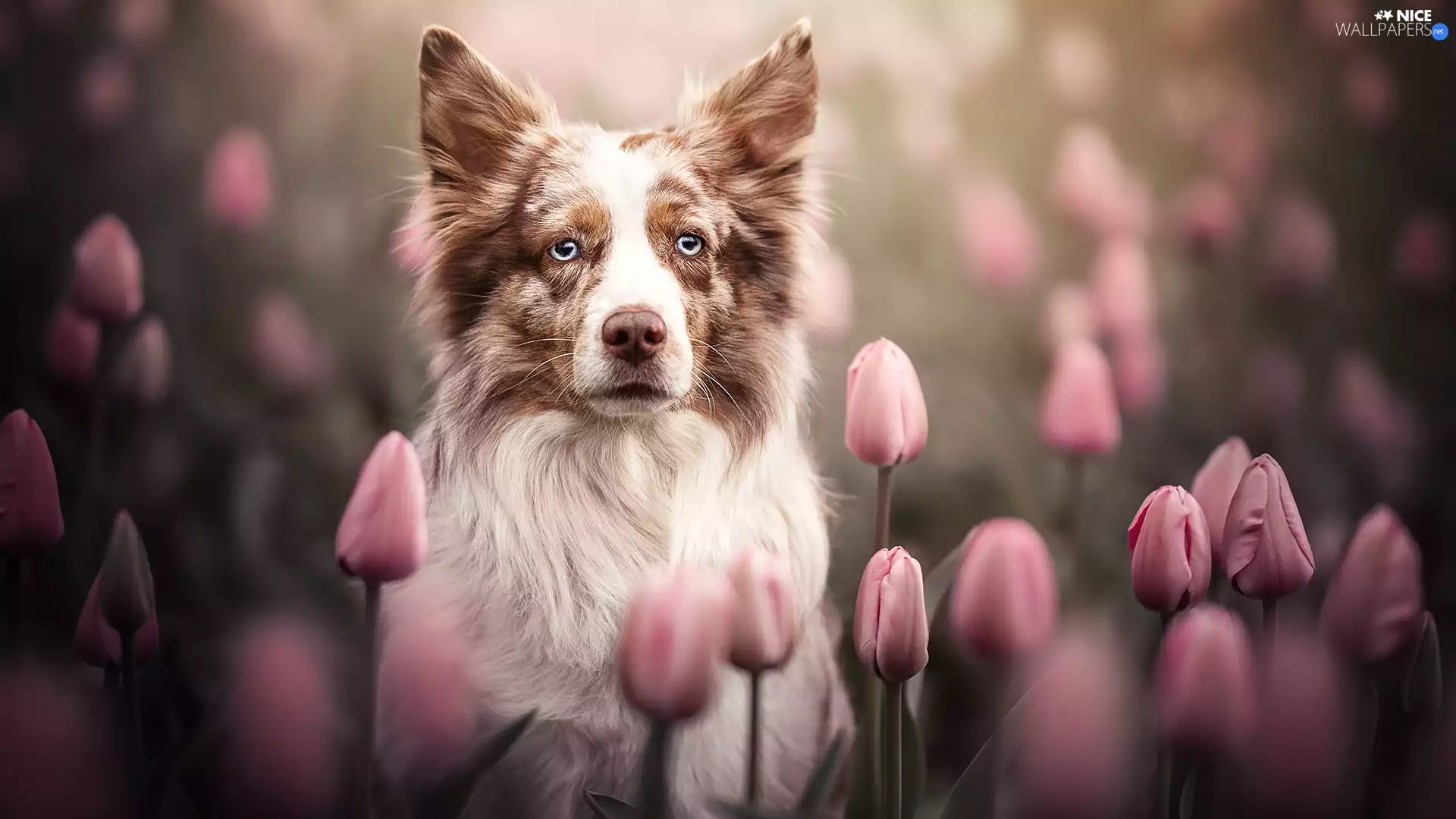 dog, Pink, Tulips, Border Collie