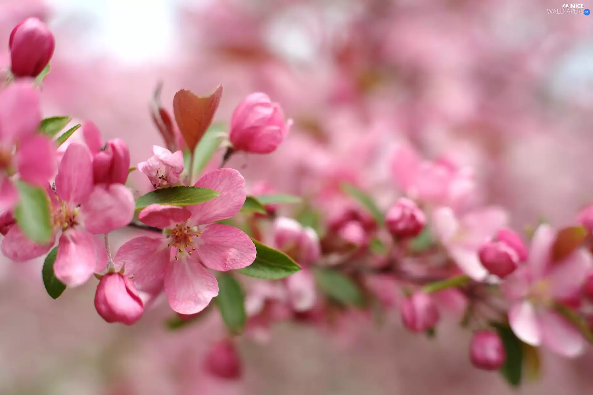 twig, Flowers, Buds, Pink