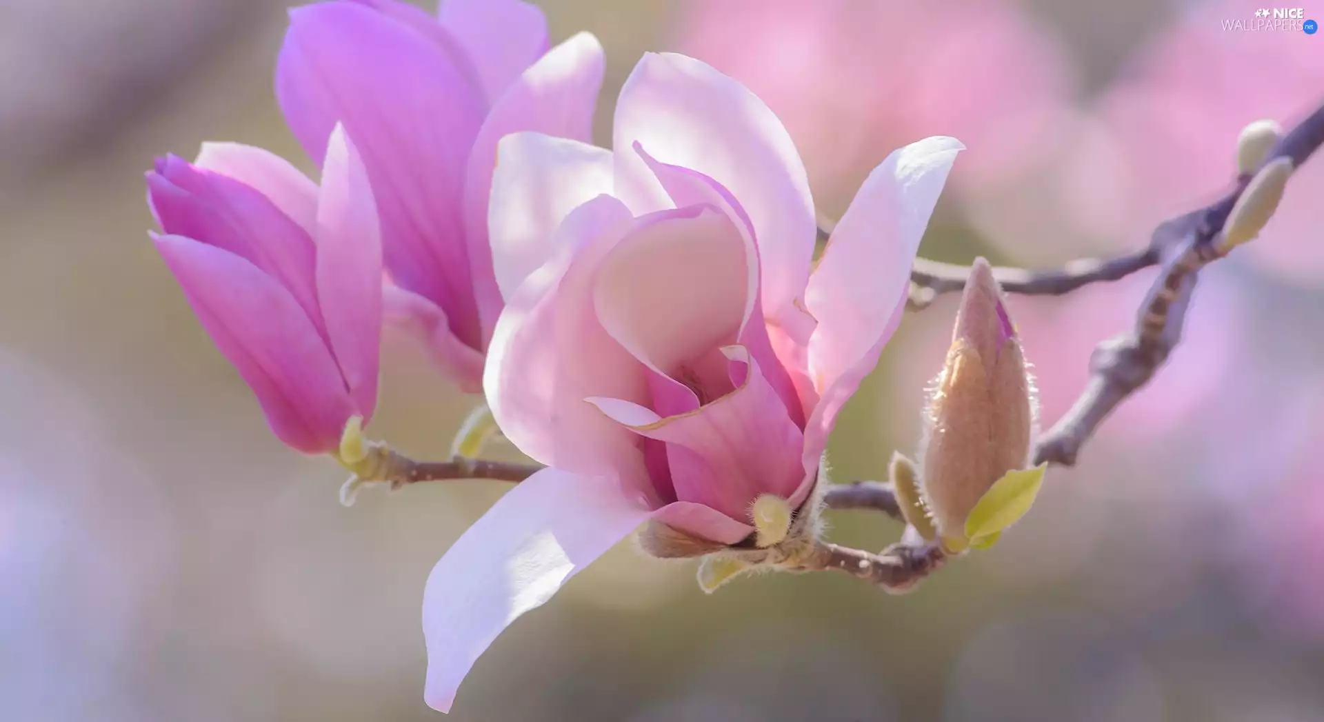 Buds, Magnolia, pale pink, Flowers, twig