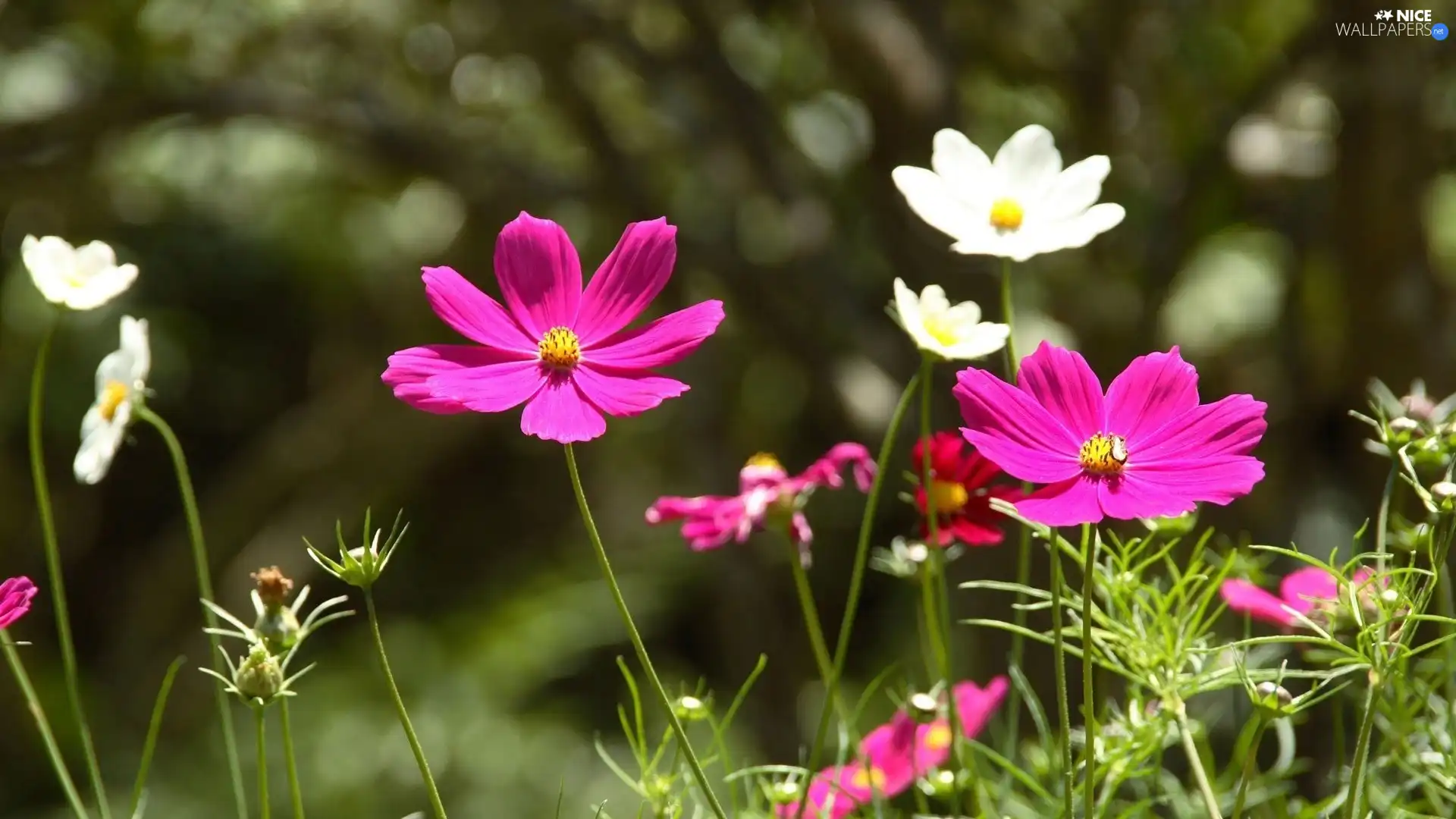 Pink, Cosmos, White