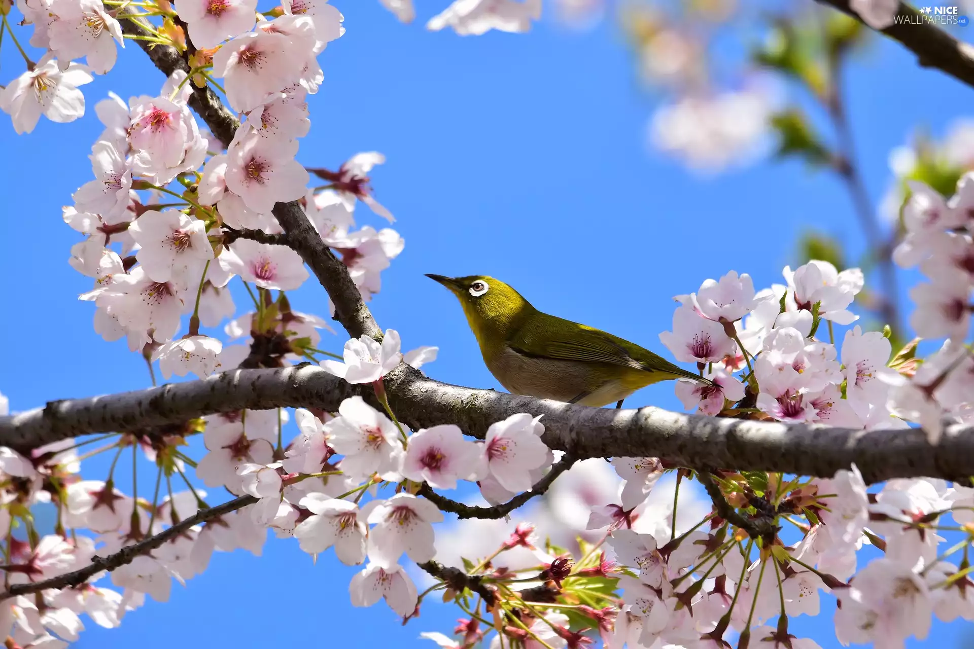 Pink, Fruit Tree, Bird, cherry, Flourished, Flowers, Japanese White-eye