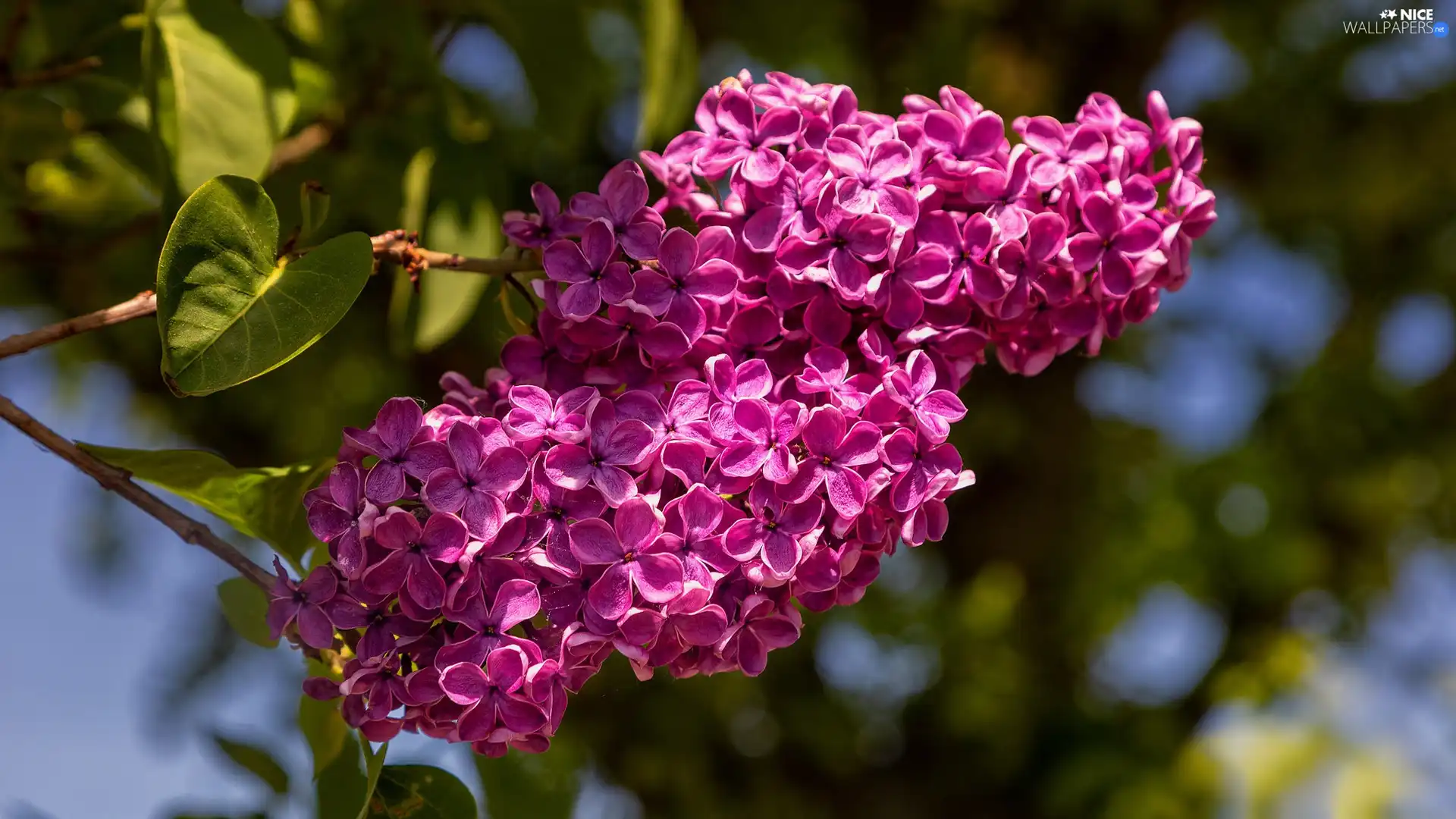 Pink, Bush, without