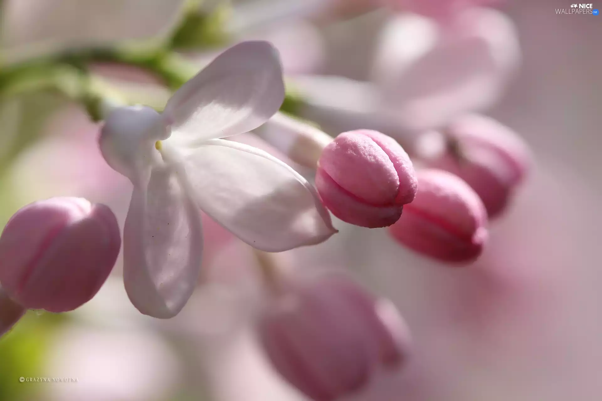 without, Bush, Flowers, Pink