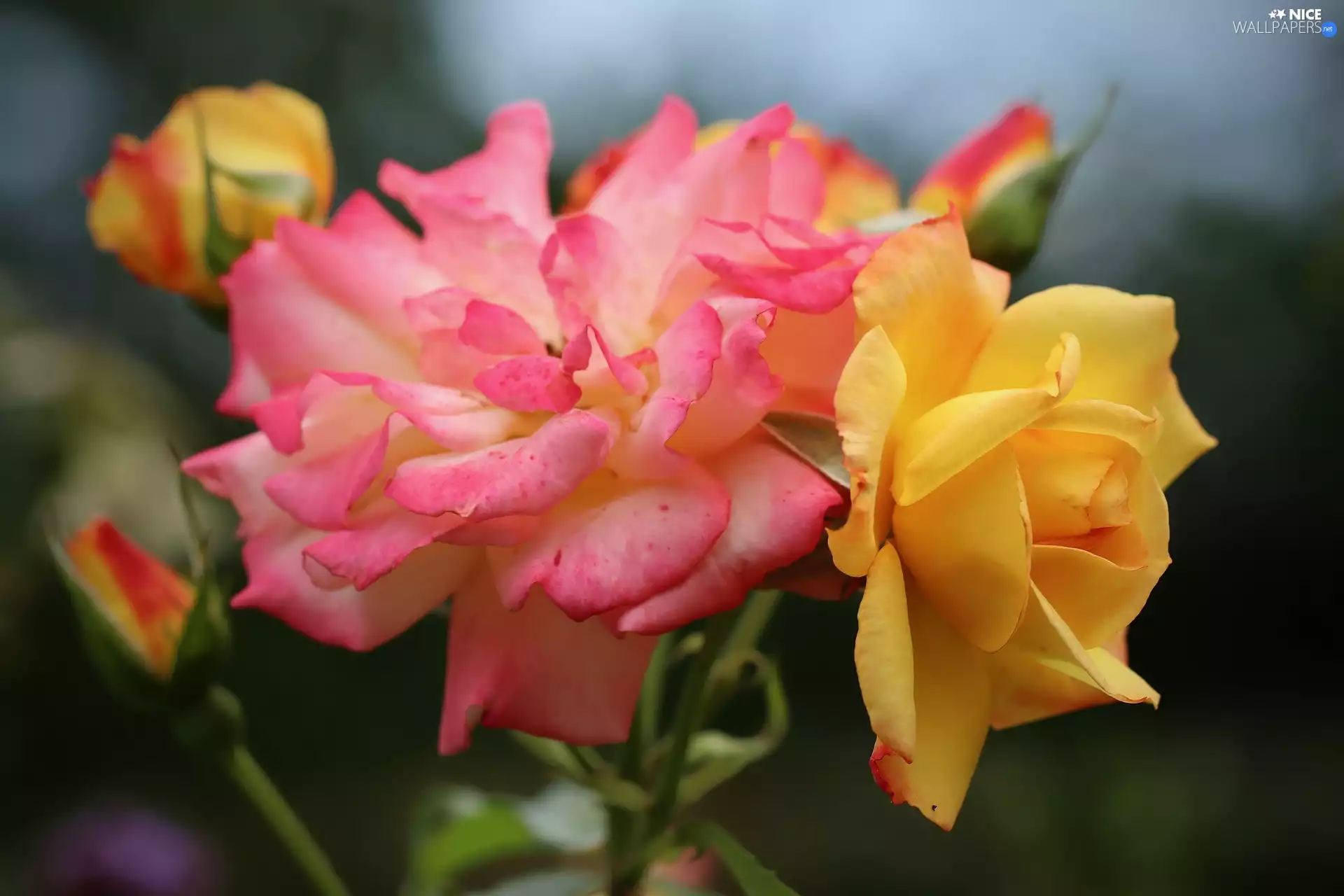 Two, Pink, Yellow Honda, roses