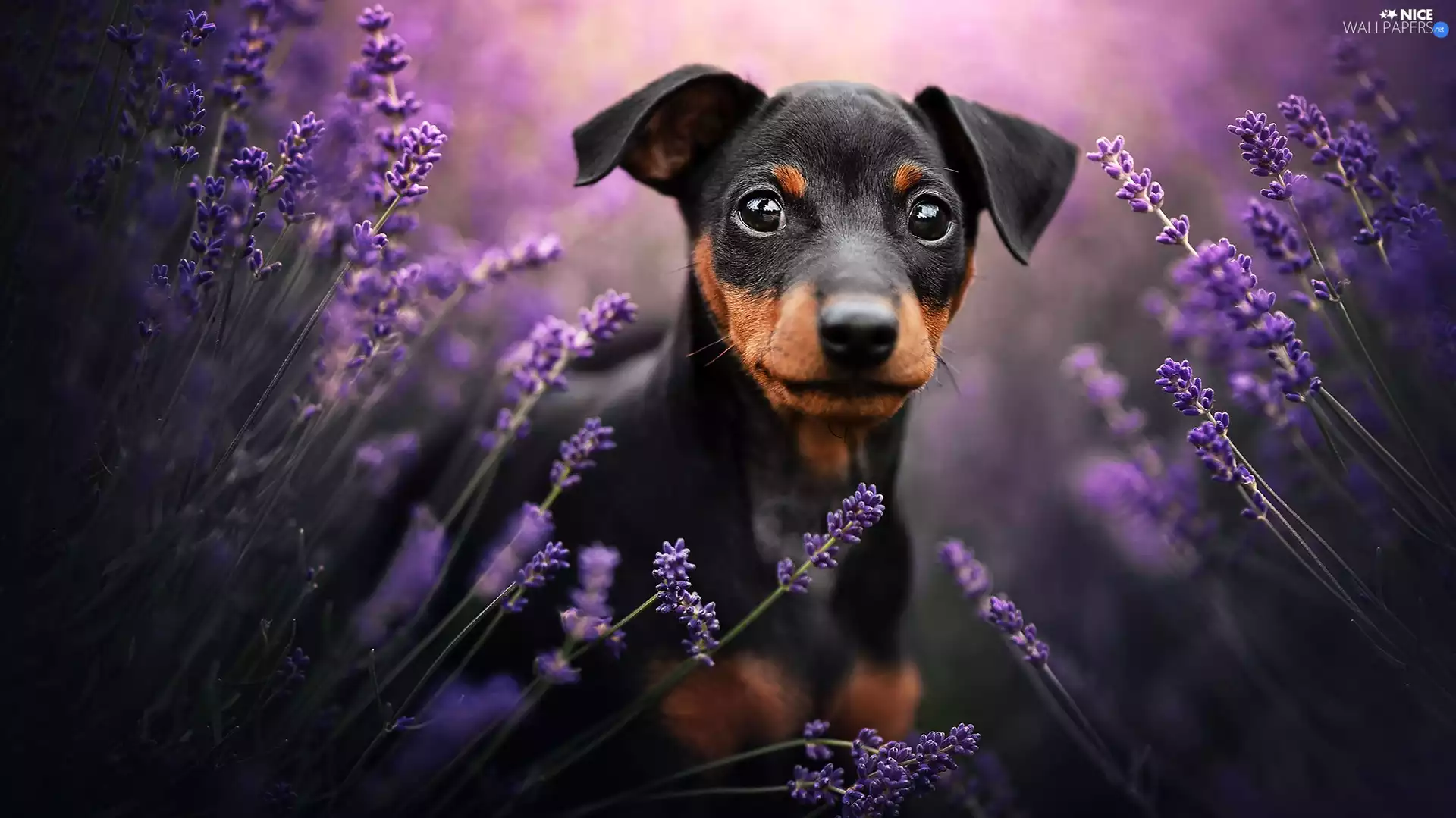 dog, lavender, blur, Pinscher