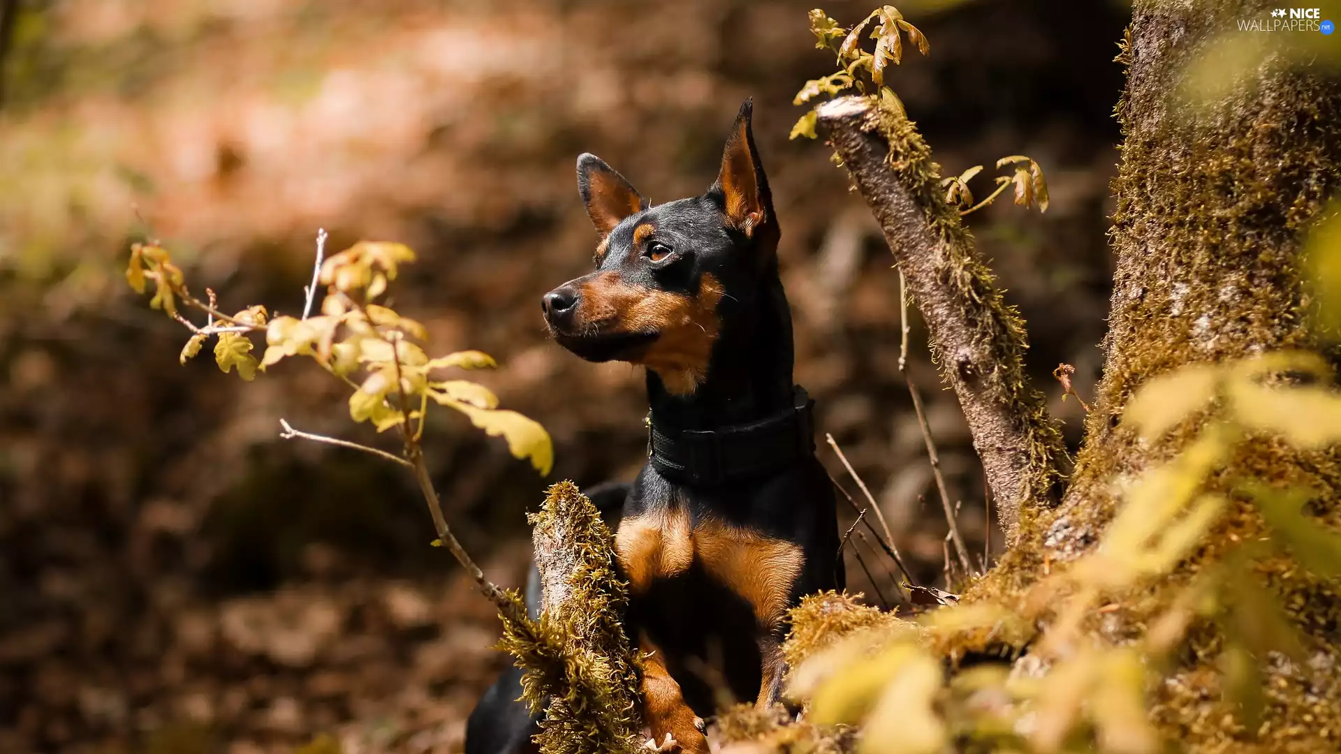 Plants, Leaf, miniature Pinscher, trees, dog