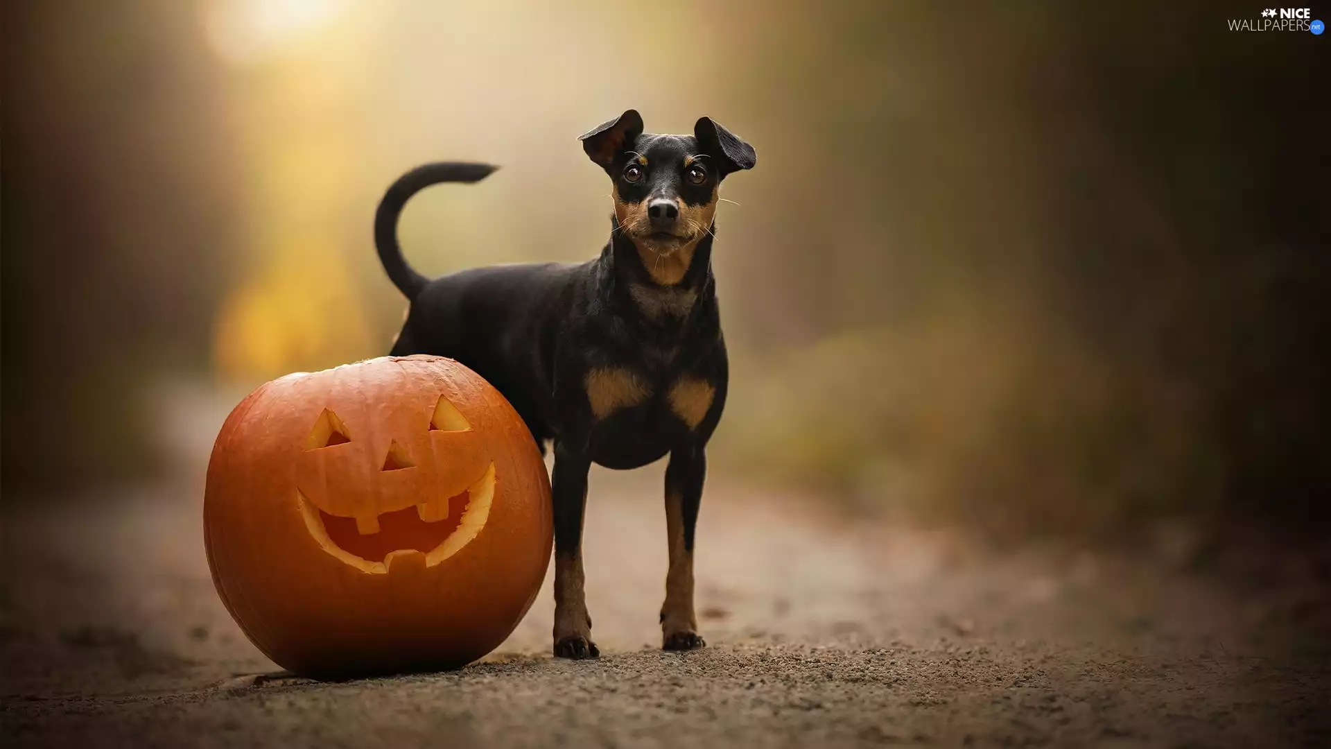 pumpkin, dog, miniature Pinscher