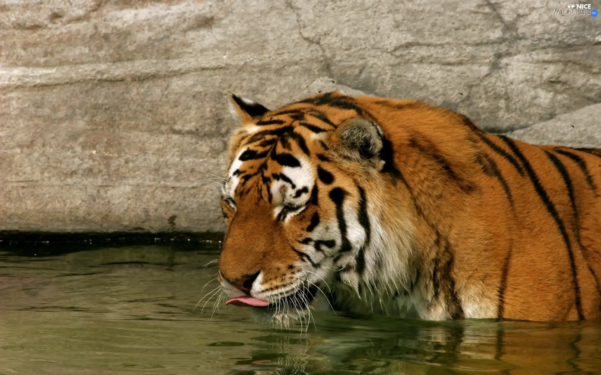 tiger, watering place