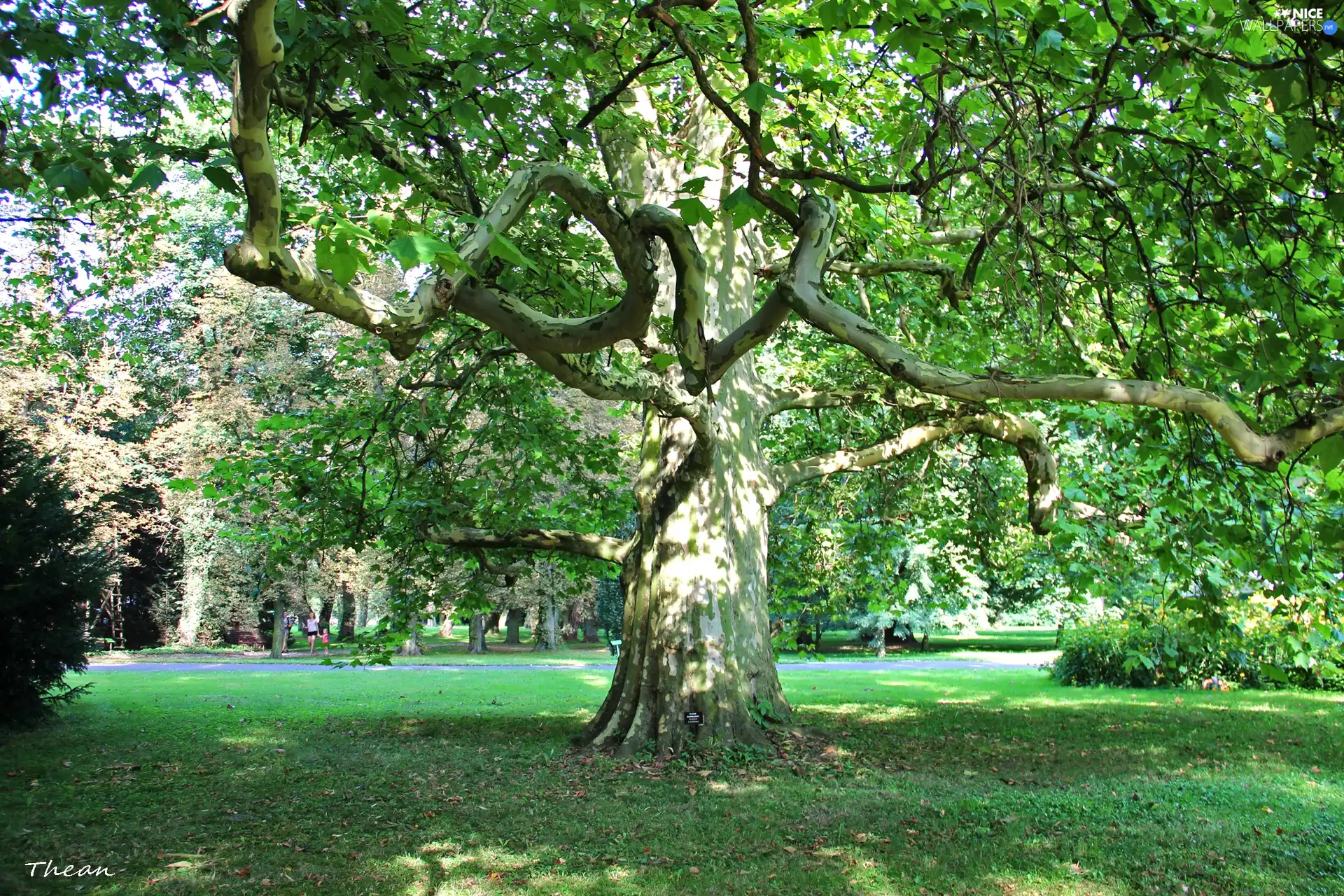 plane-tree, trees