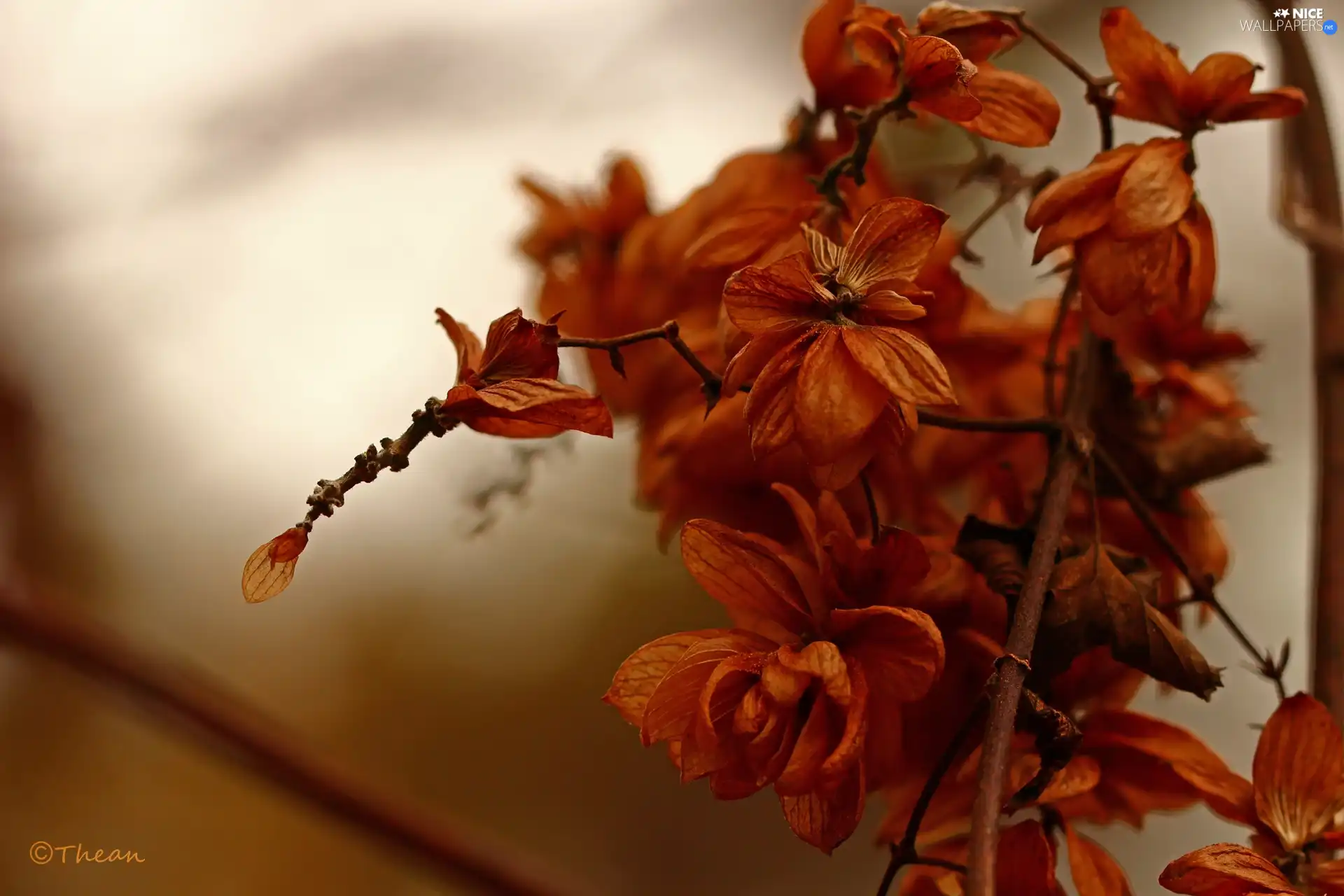 plant, dry, autumn