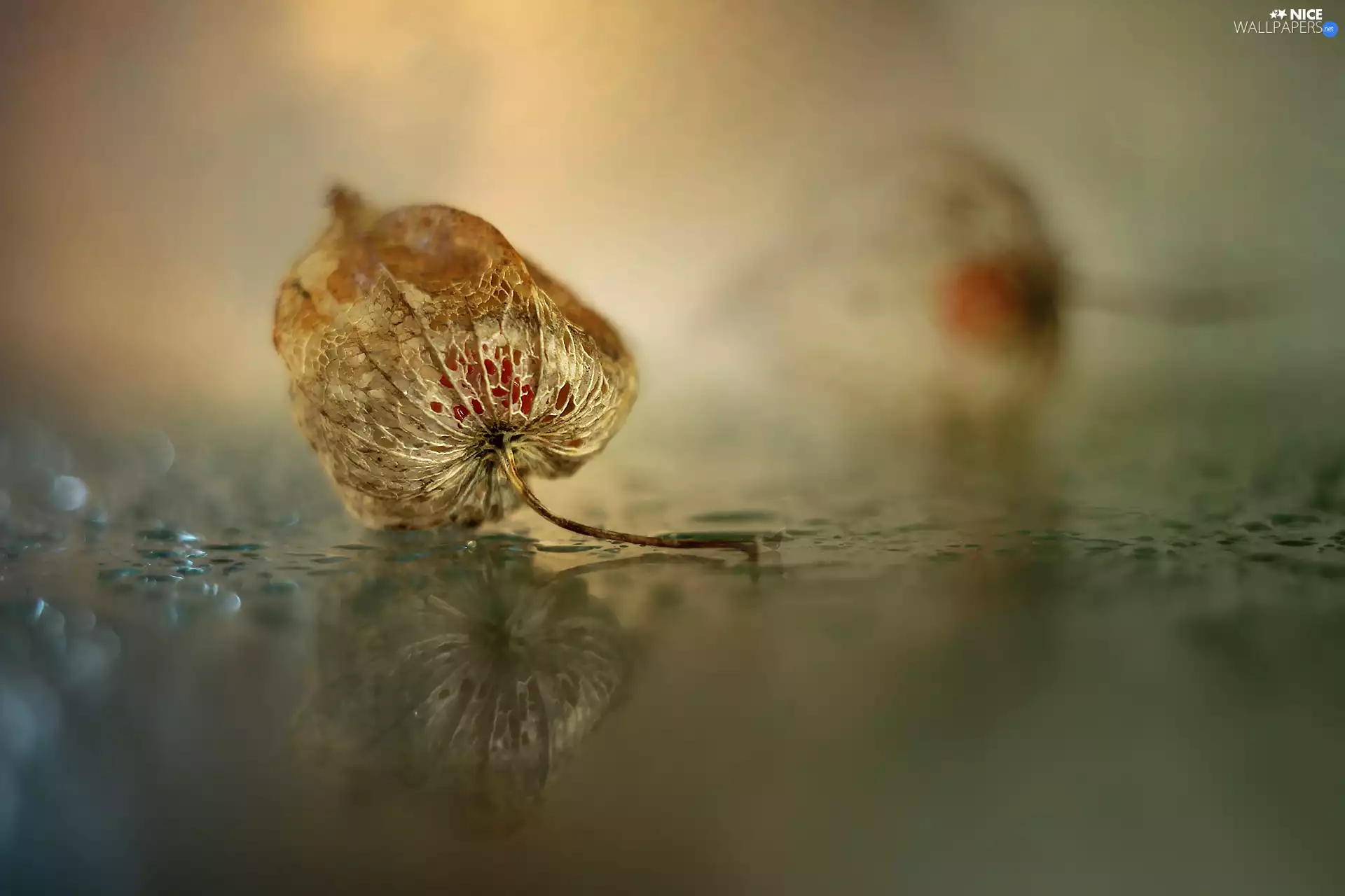 drops, reflection, dry, plant, physalis bloated